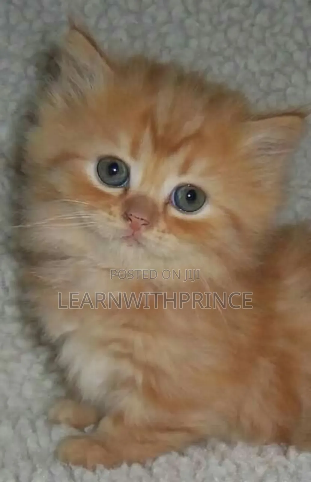 1-3 months Female Purebred Persian