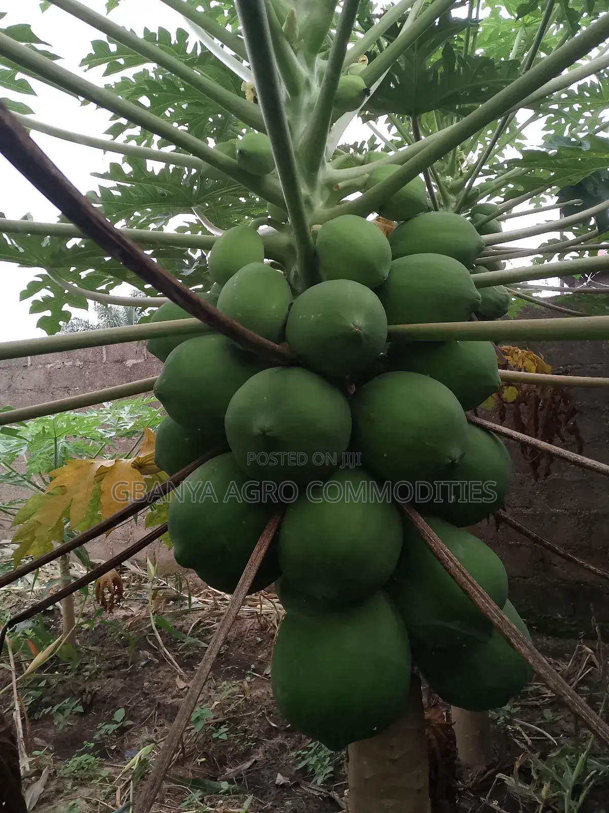 Hybrid Dwarf Pawpaw Seedlings