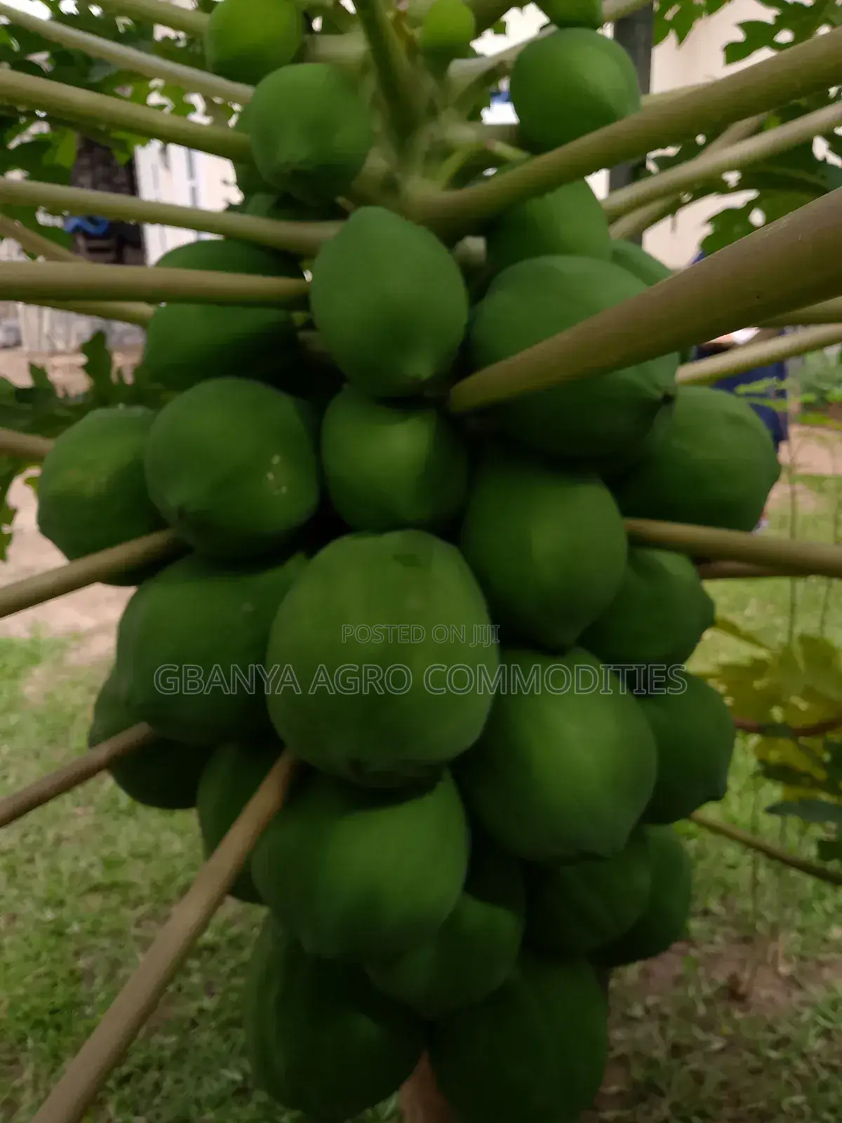 Hybrid Dwarf Pawpaw Seedlings