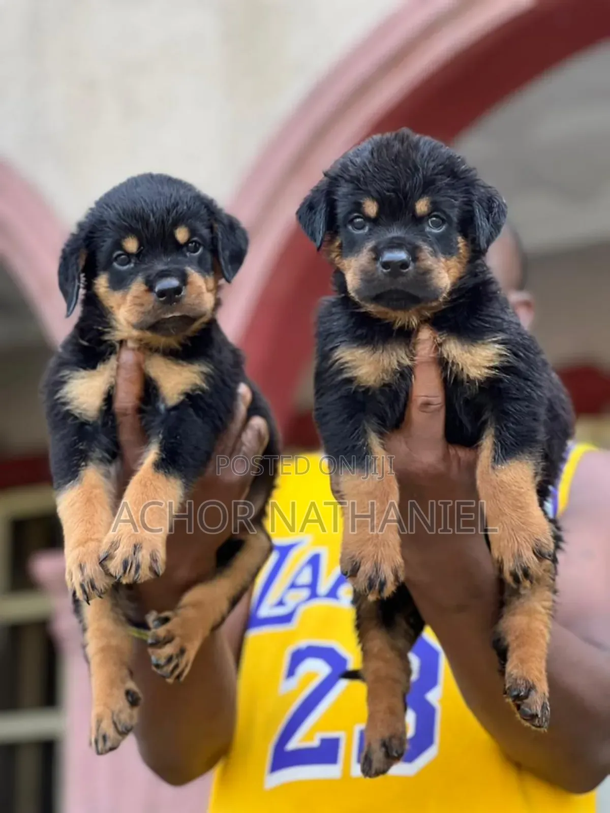 1-3 months Female Purebred Rottweiler