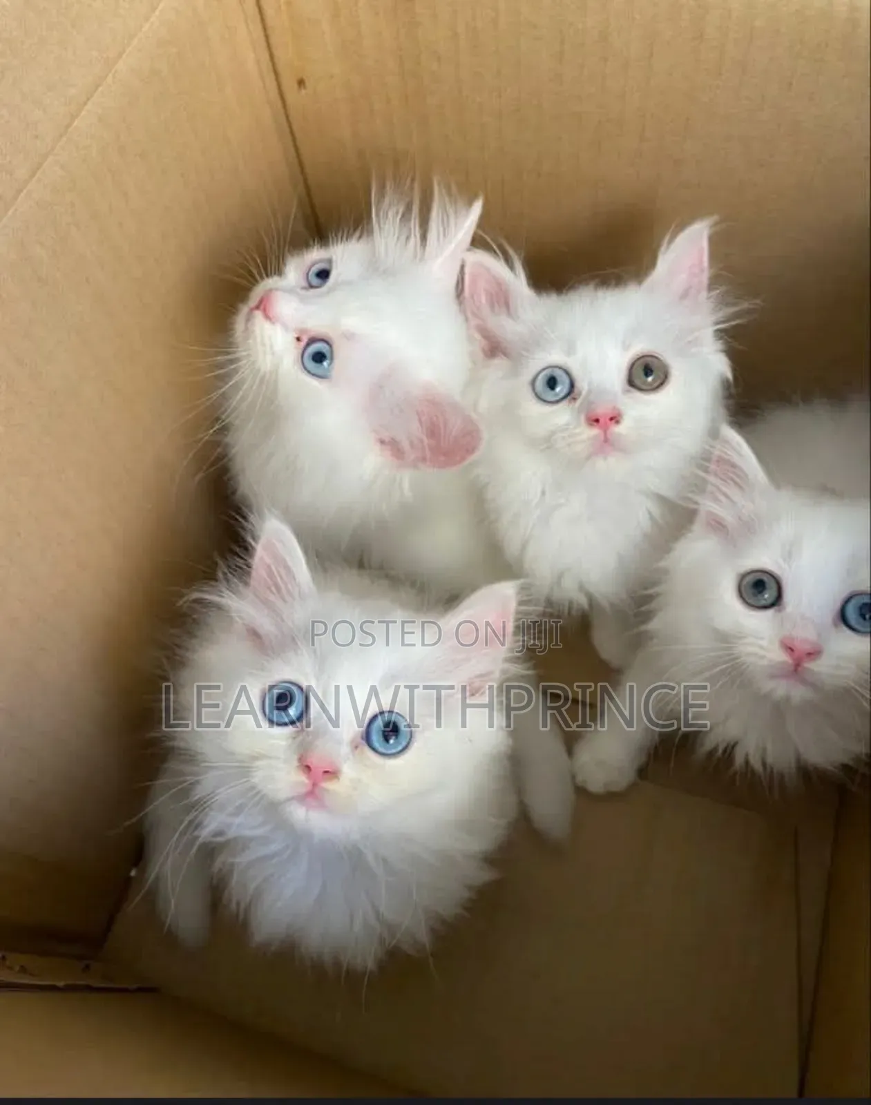 1-3 months Female Purebred Persian