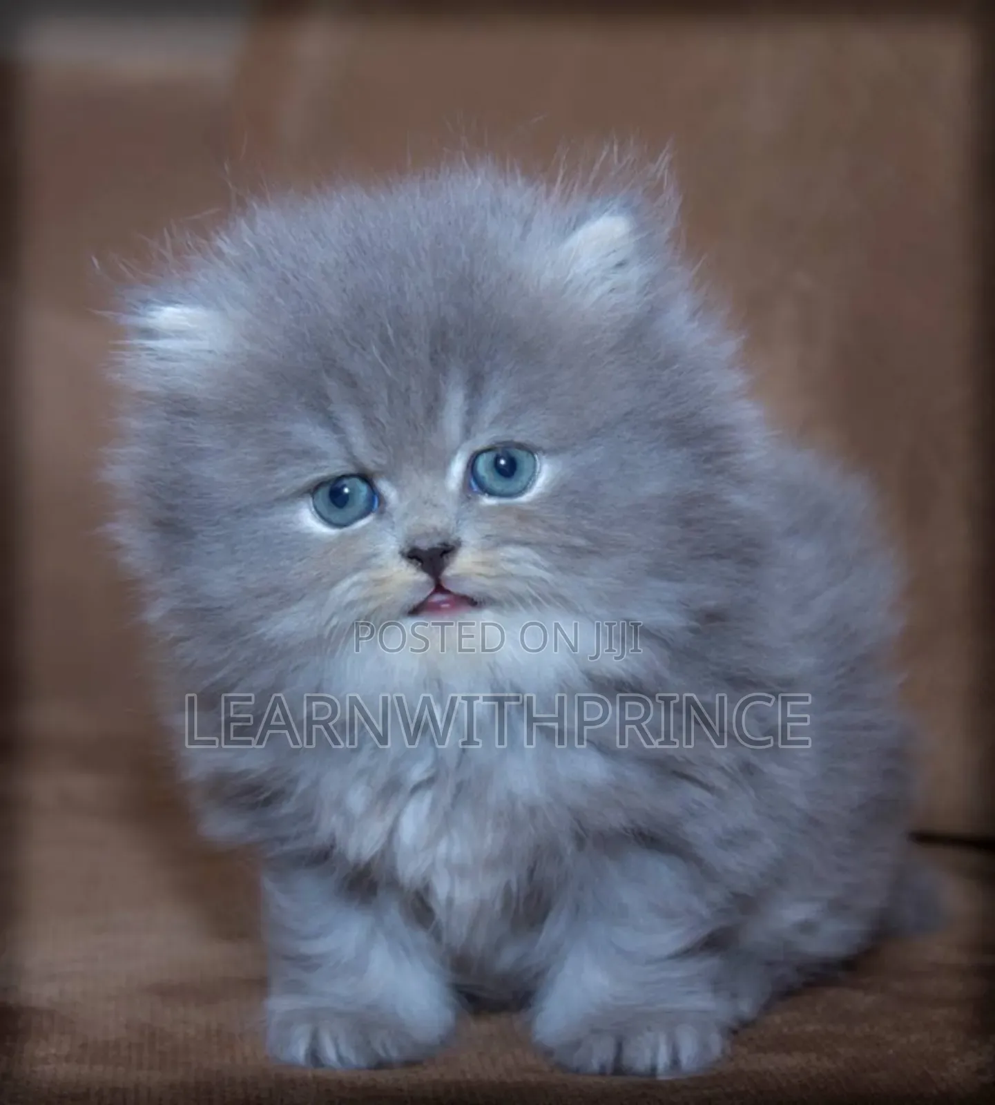 1-3 months Female Purebred Persian