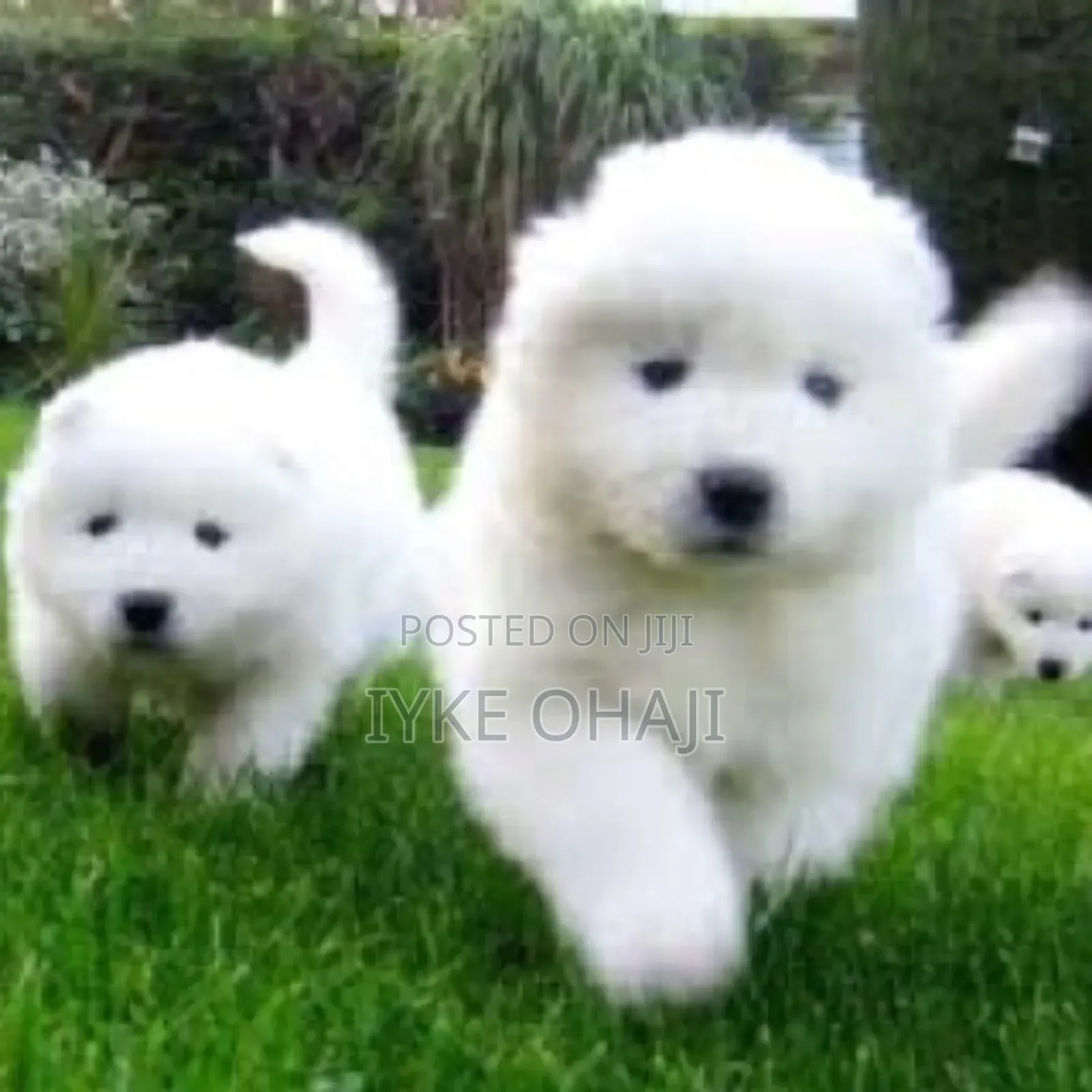 1-3 months Male Purebred American Eskimo
