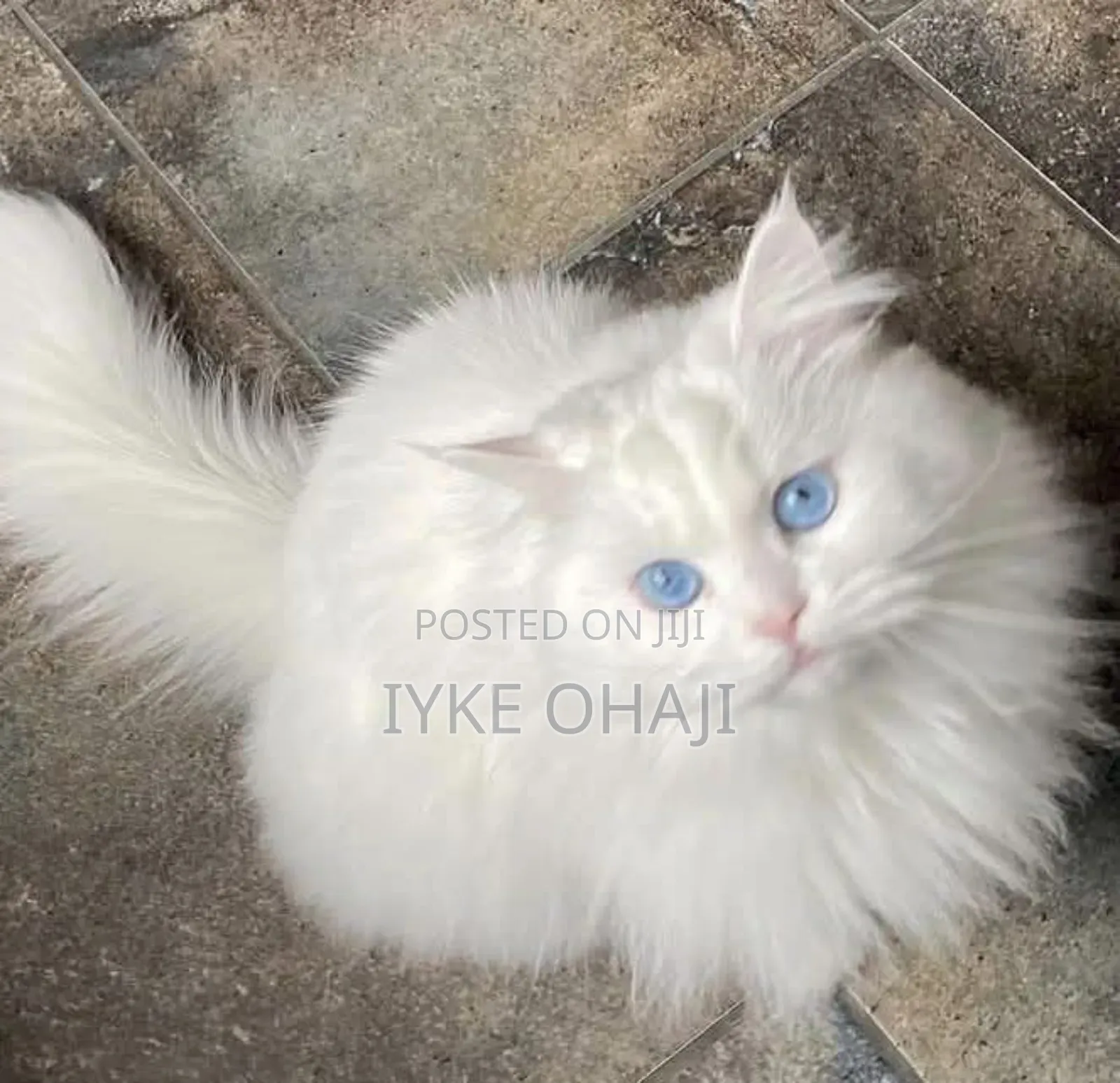 1-3 months Male Purebred Persian