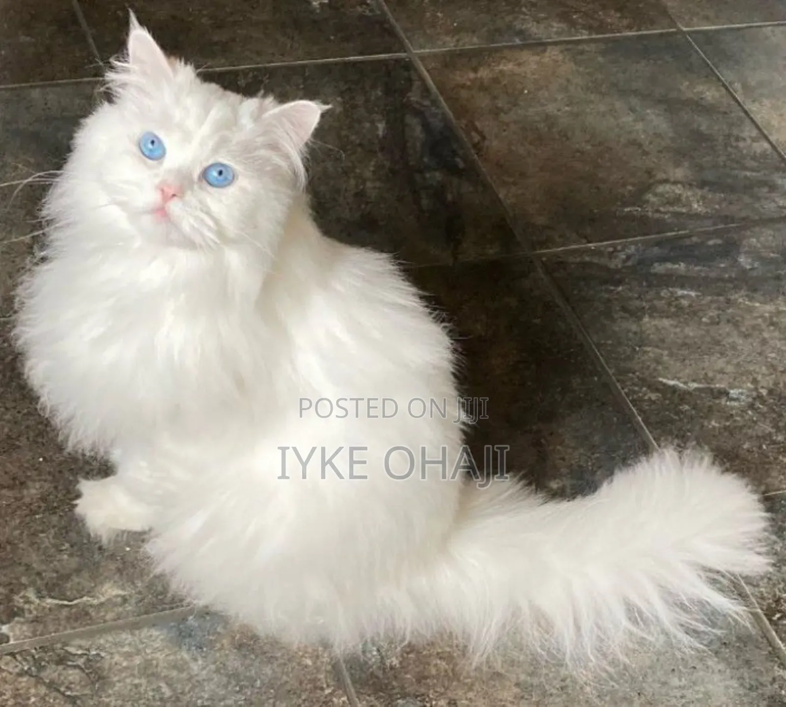 1-3 months Male Purebred Persian