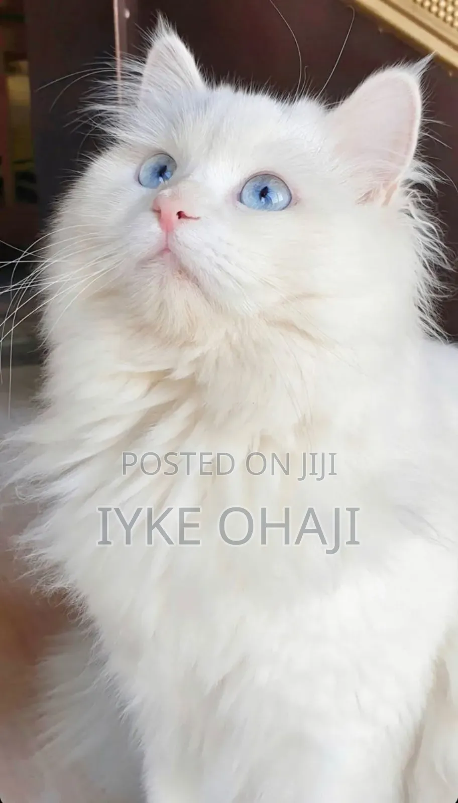 1-3 months Male Purebred Persian