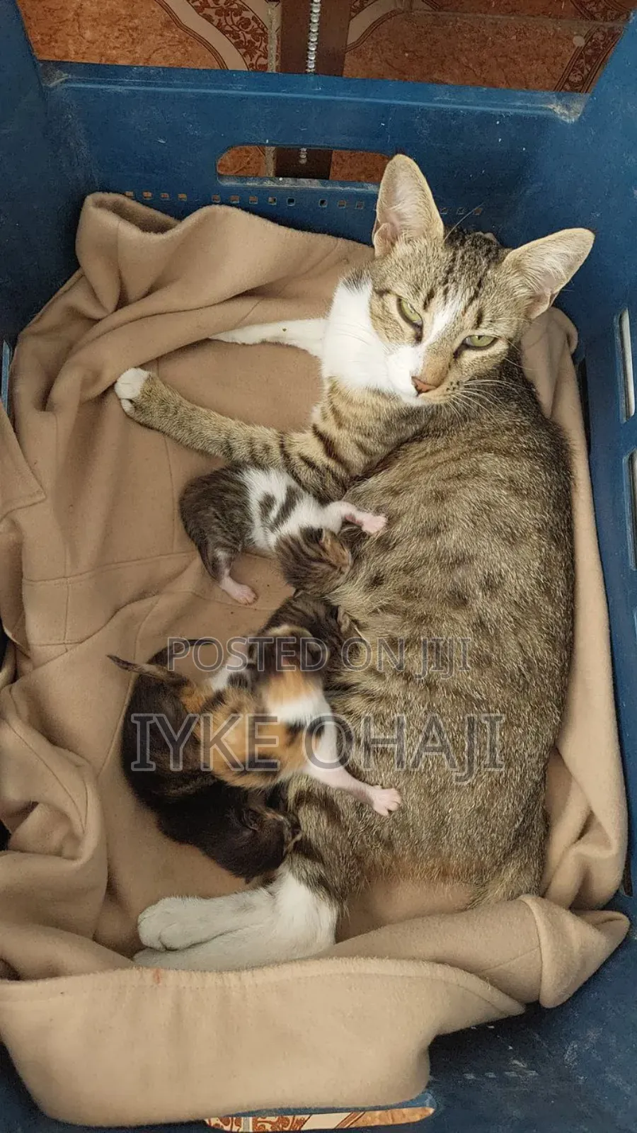 1-3 months Female Purebred American Shorthair