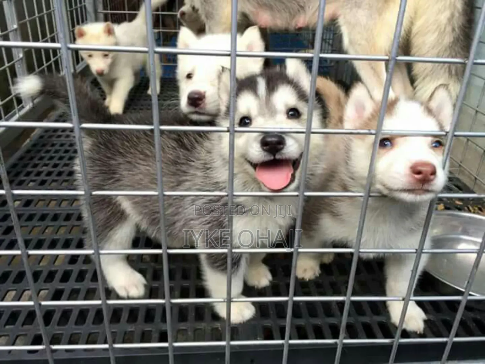 1-3 months Male Purebred Siberian Husky