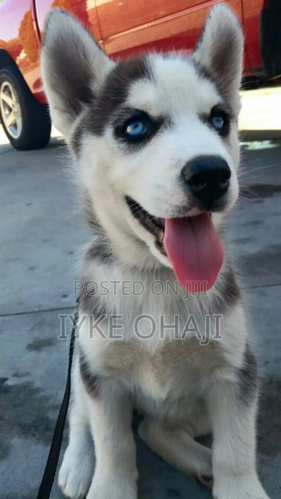 1-3 months Male Purebred Siberian Husky