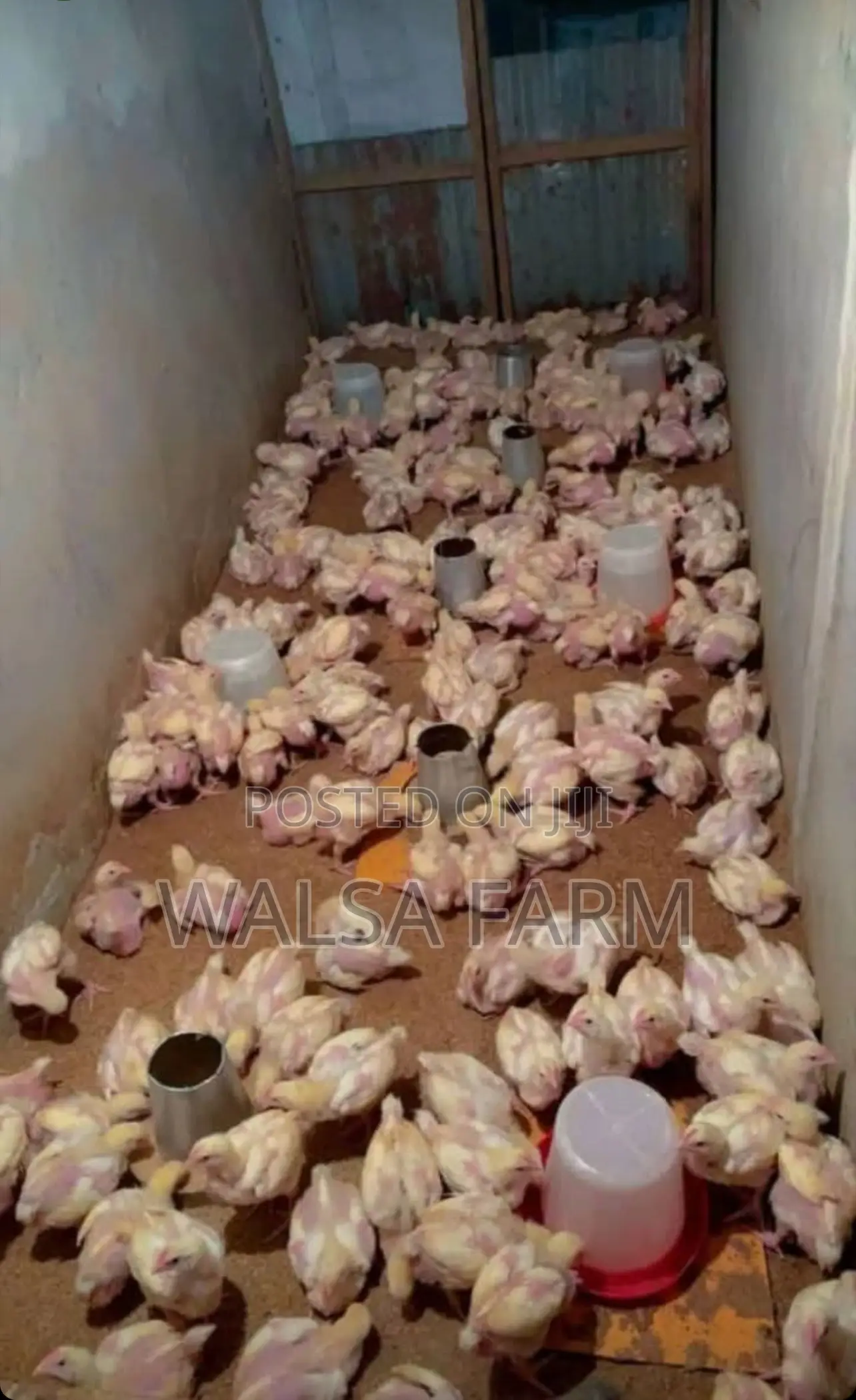 Healthy 3-Week Broilers – Vaccinated – Bulk Available, Ilorin