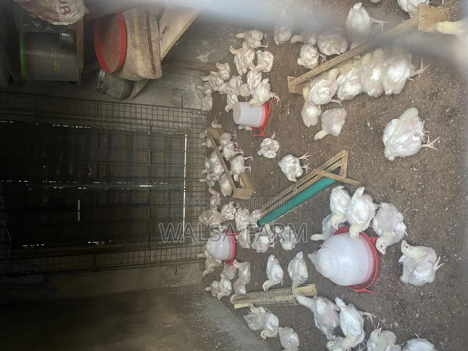 Healthy 3-Week Broilers – Vaccinated – Bulk Available, Ilorin