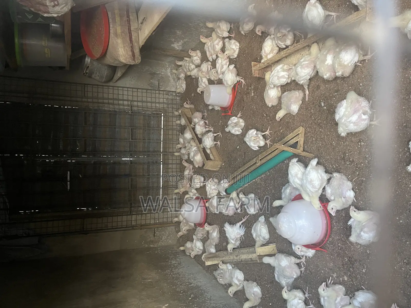 Healthy 3-Week Broilers – Vaccinated – Bulk Available, Ilorin