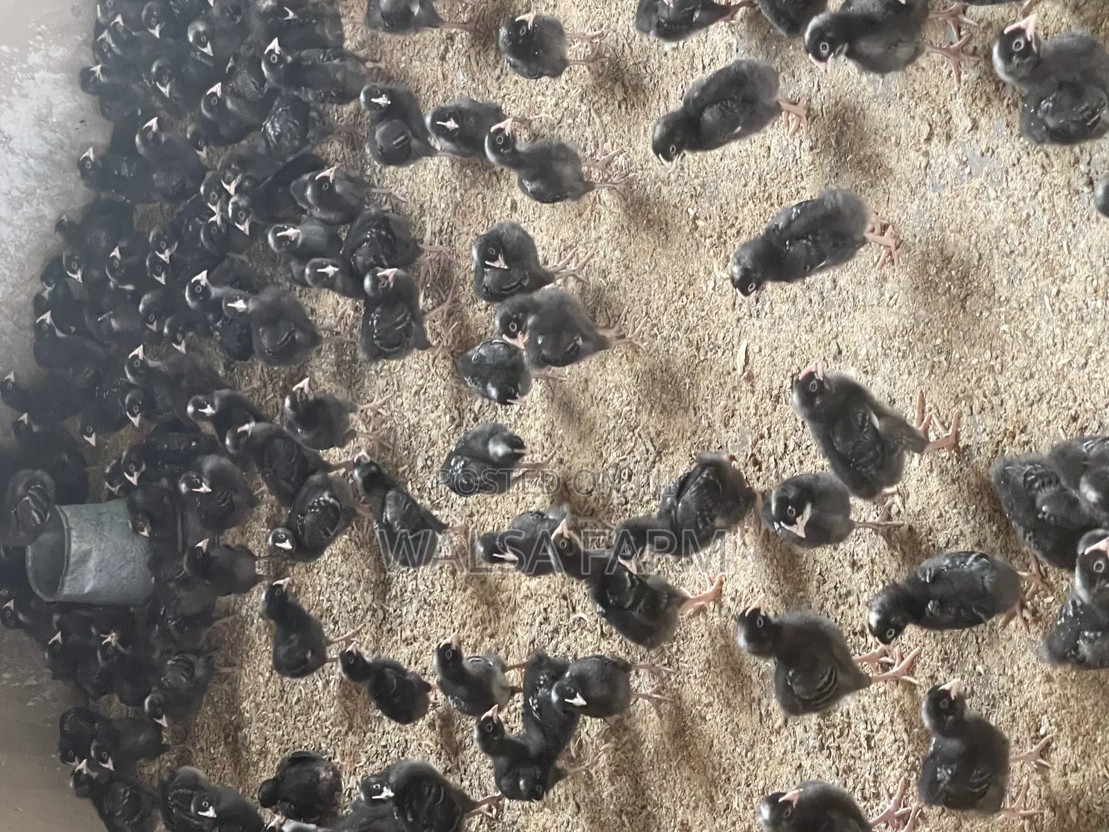 4 Weeks Black Cockerel, Also Known as Plymouth Rock