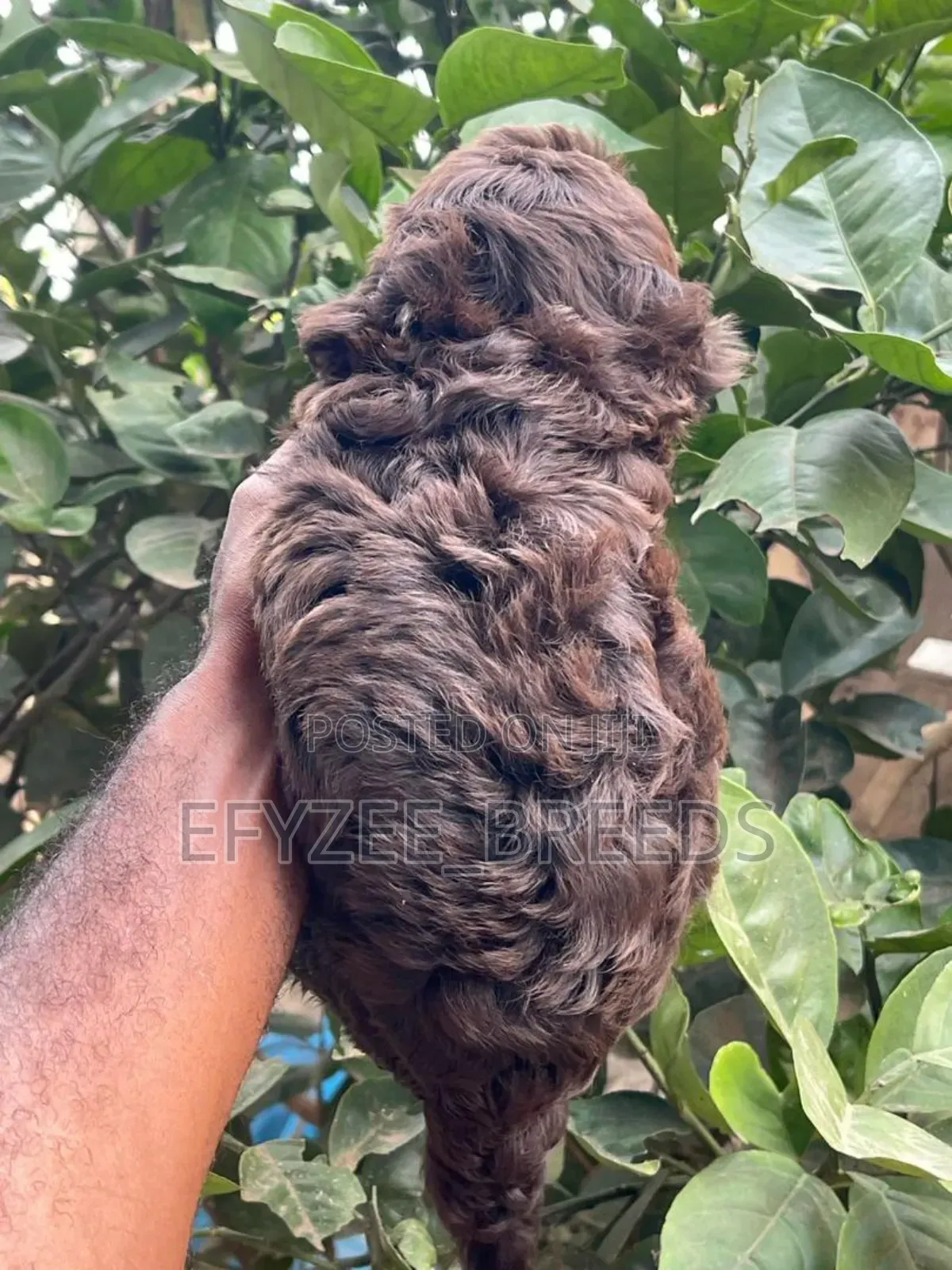 1-3 months Male Purebred Poodle