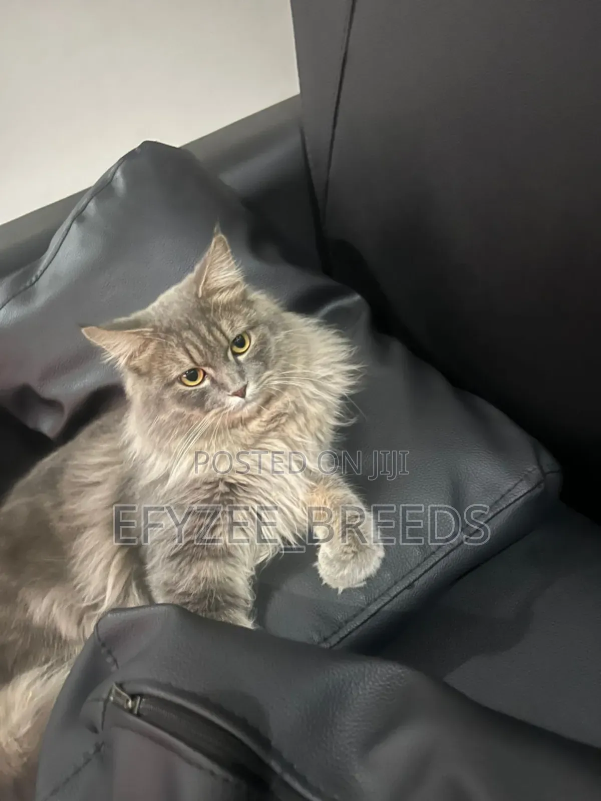 6-12 months Male Purebred Persian