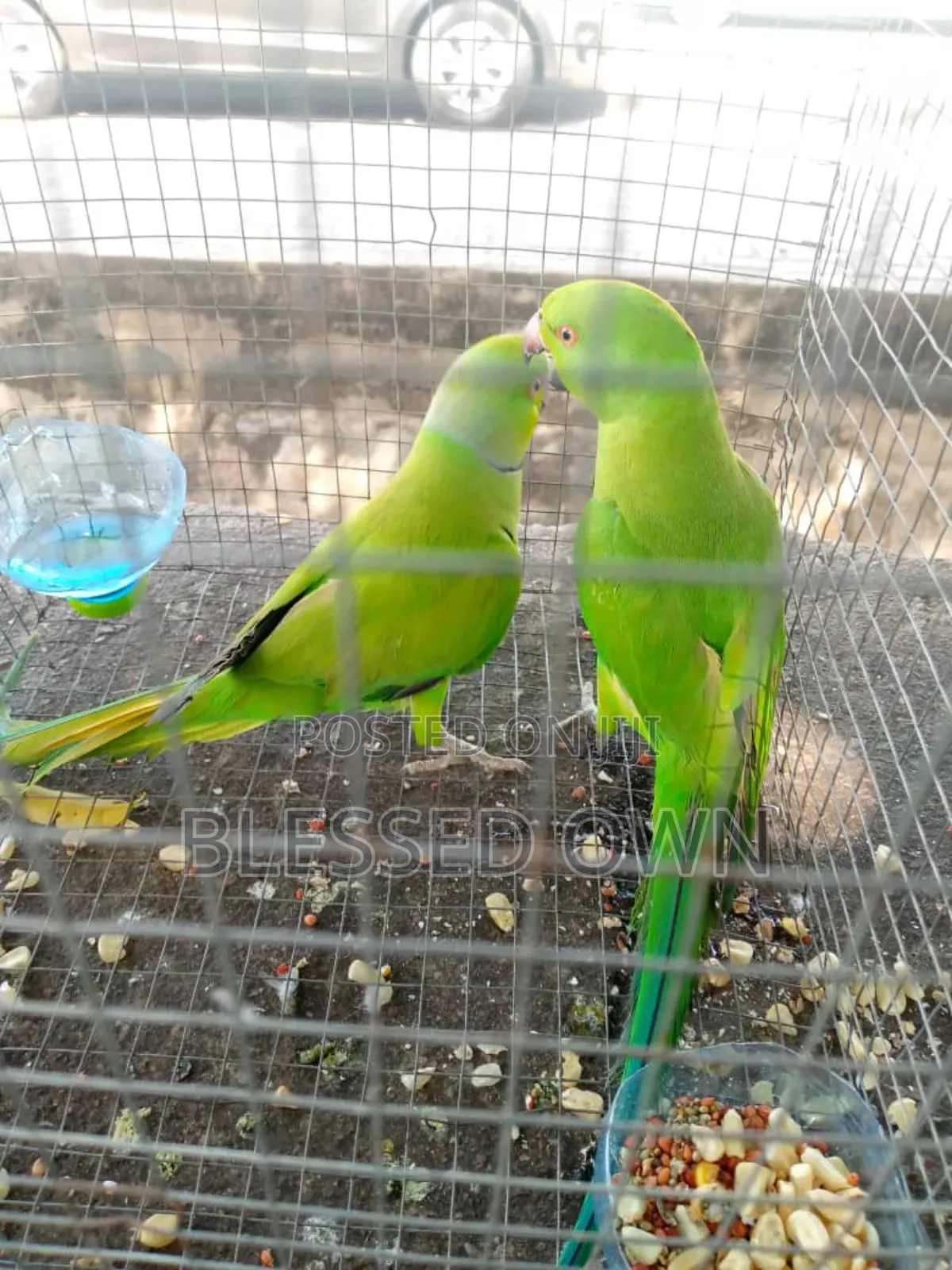 Indian Ring Neck (Parakeet)