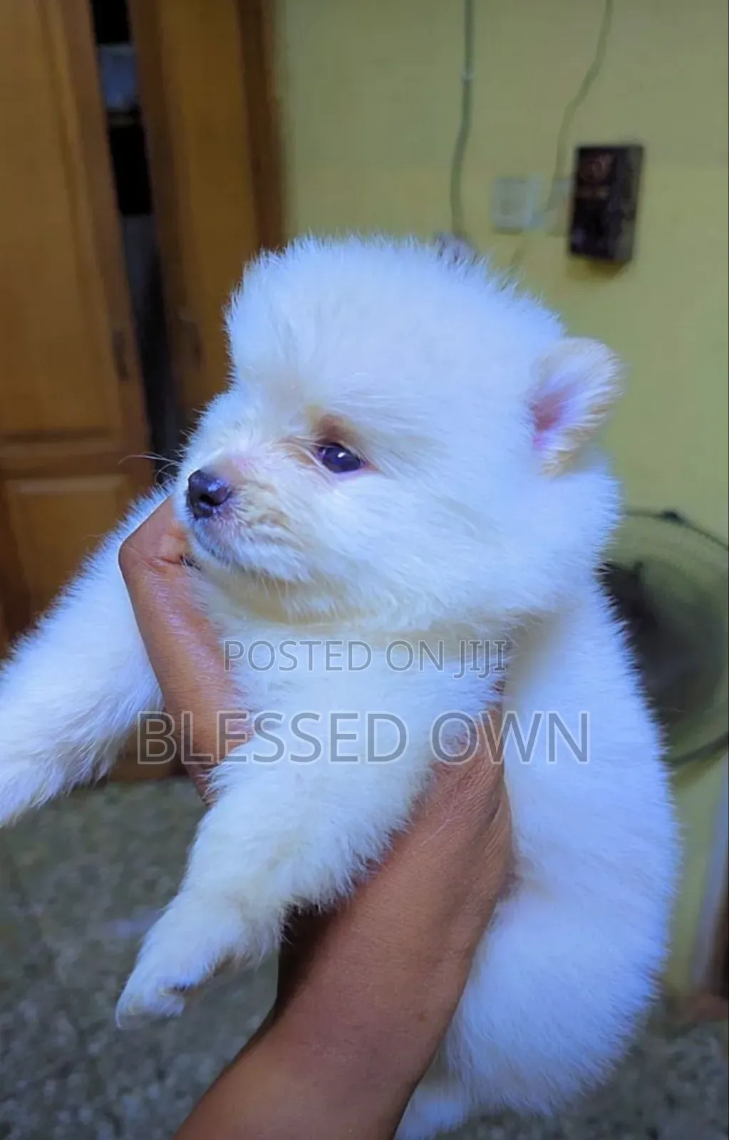 3-6 months Female Purebred Dog