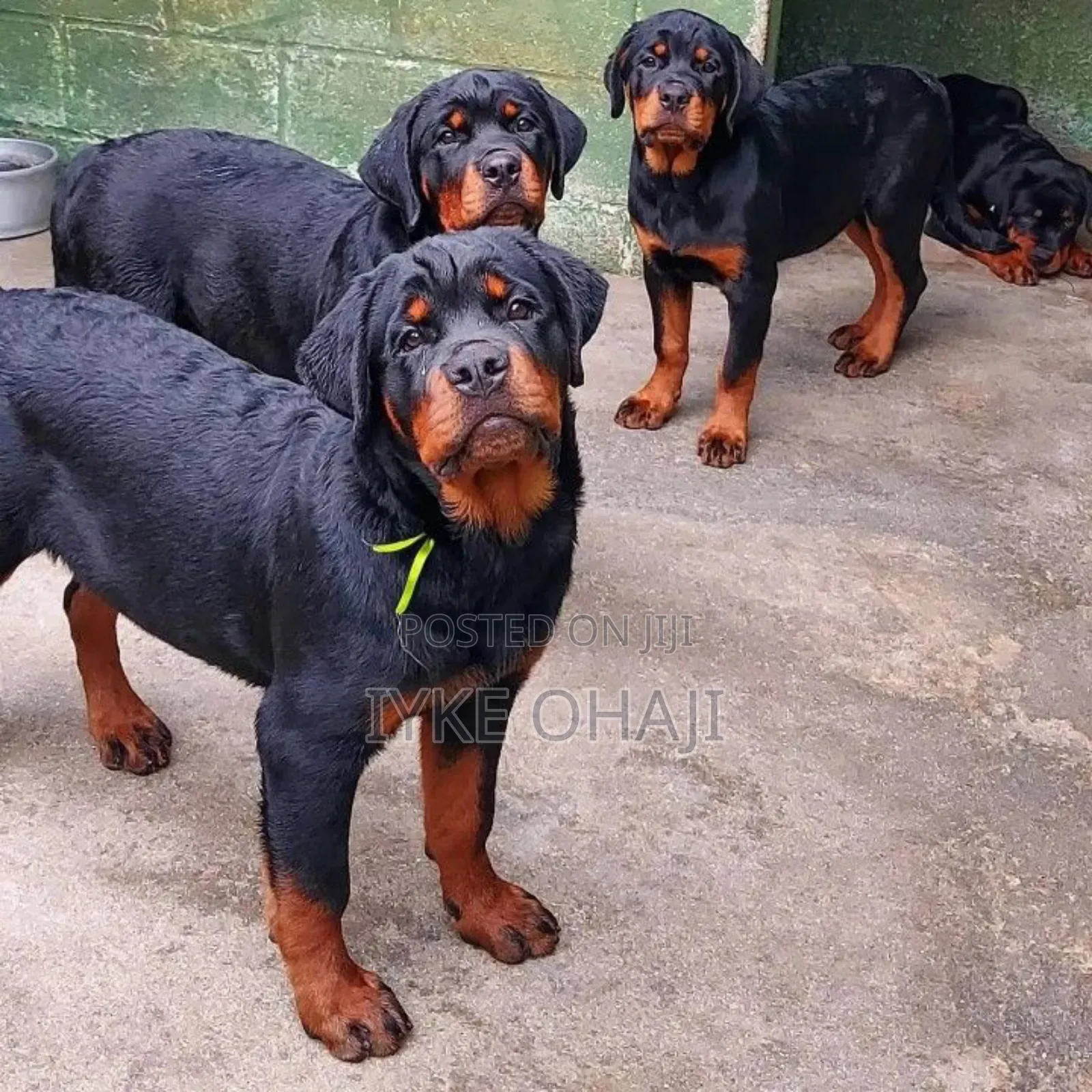 1-3 months Male Purebred Rottweiler