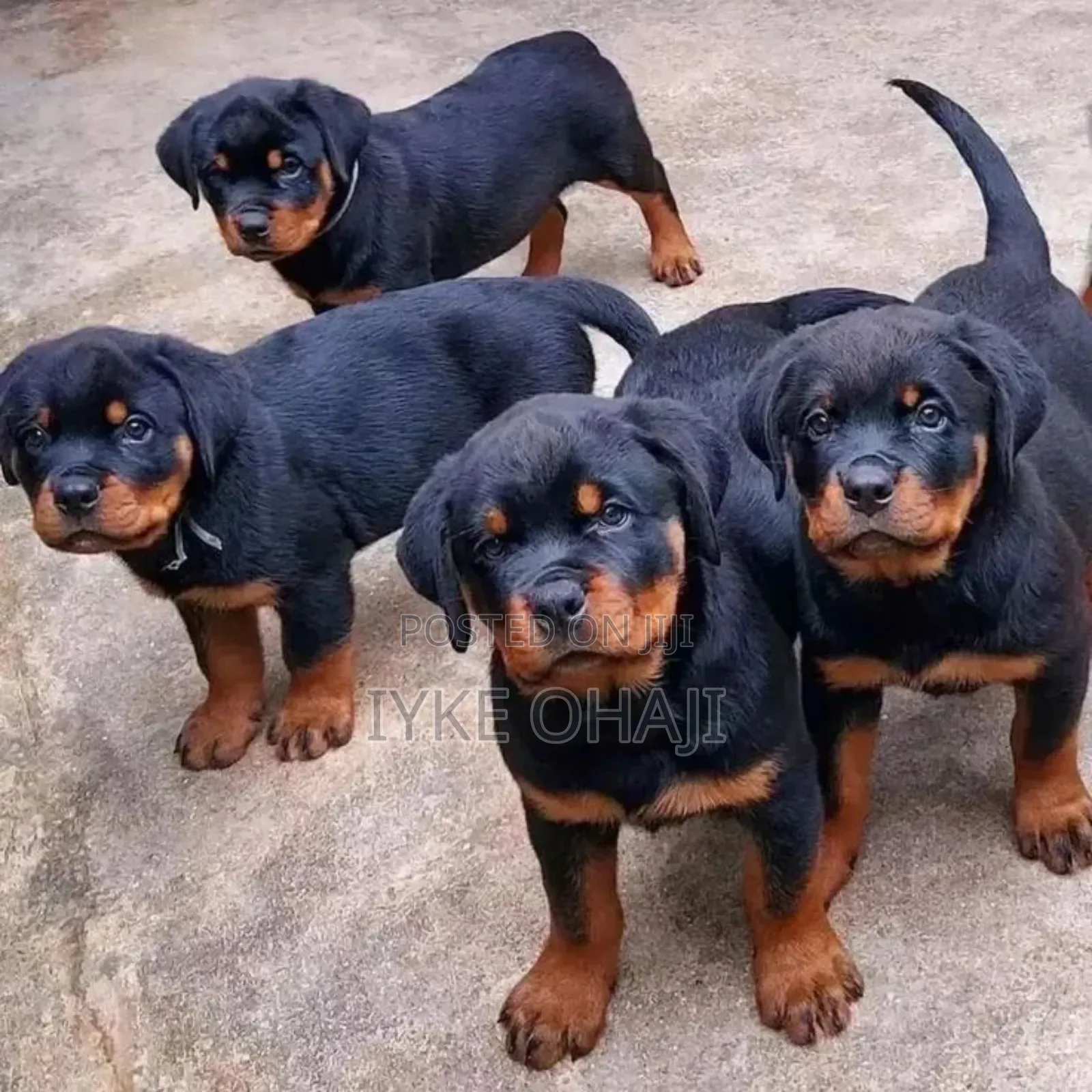 1-3 months Male Purebred Rottweiler