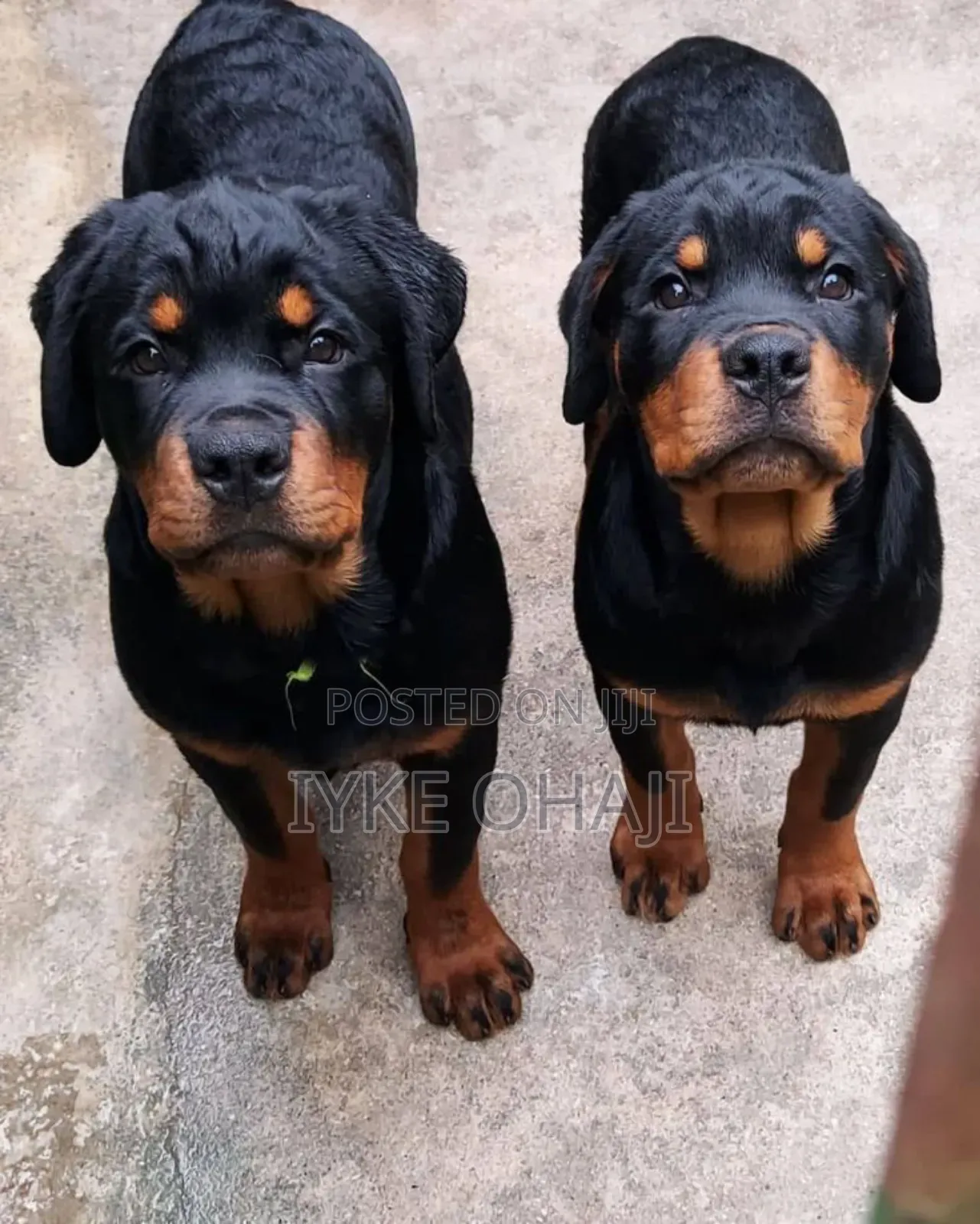 1-3 months Male Purebred Rottweiler