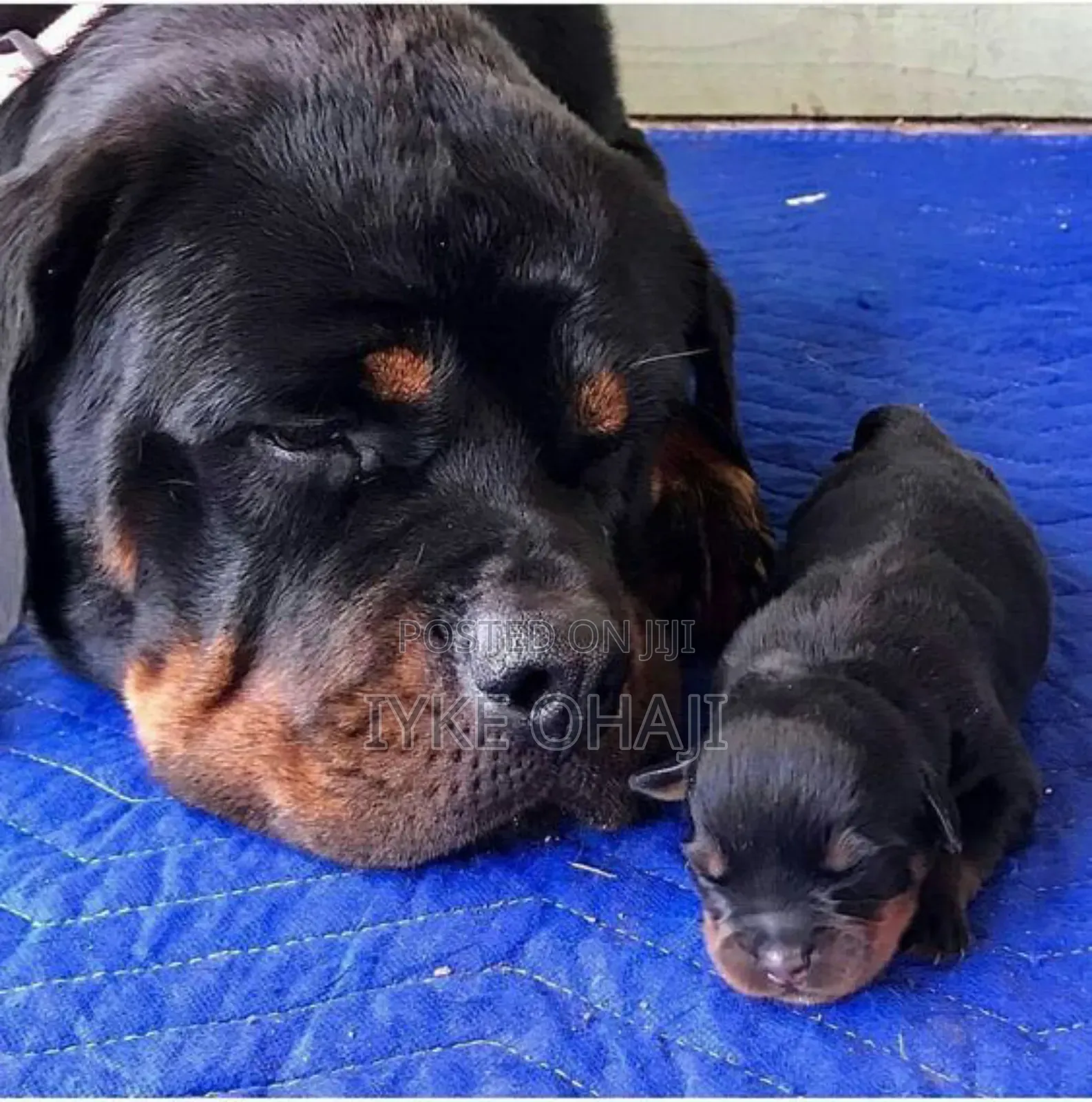 1-3 months Male Purebred Rottweiler