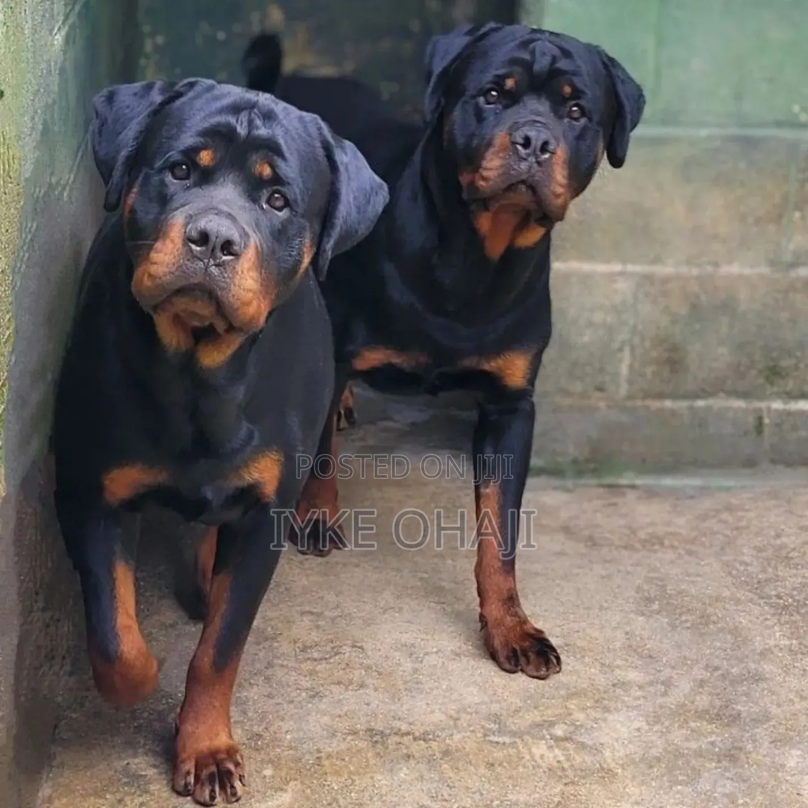 1-3 months Male Purebred Rottweiler