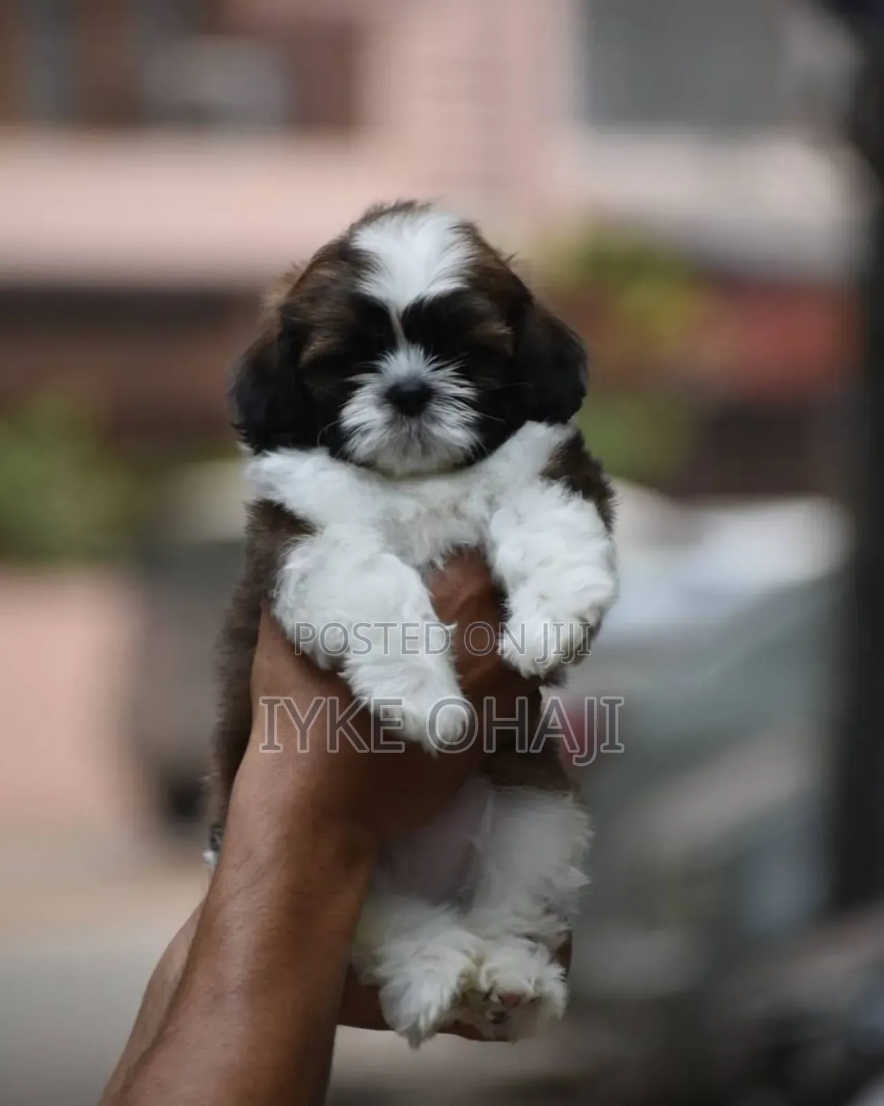 1-3 months Female Purebred Lhasa Apso