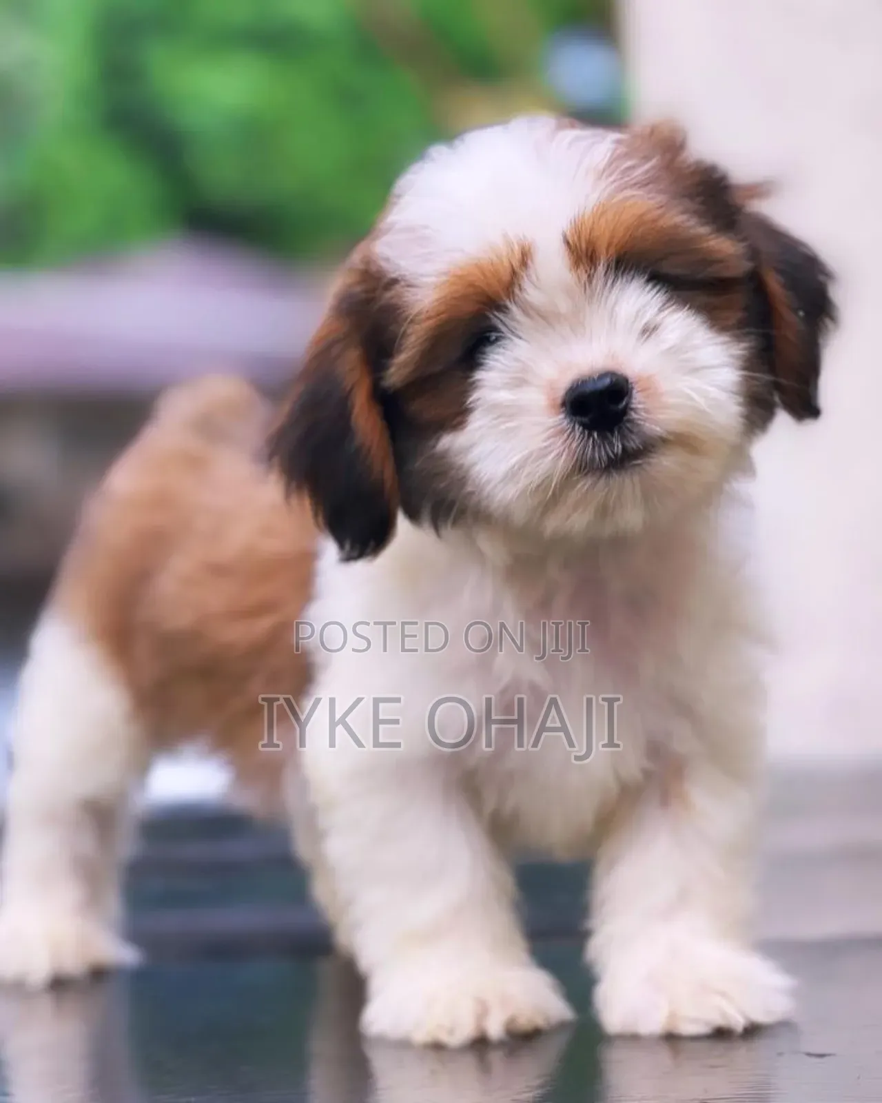 1-3 months Male Purebred Lhasa Apso