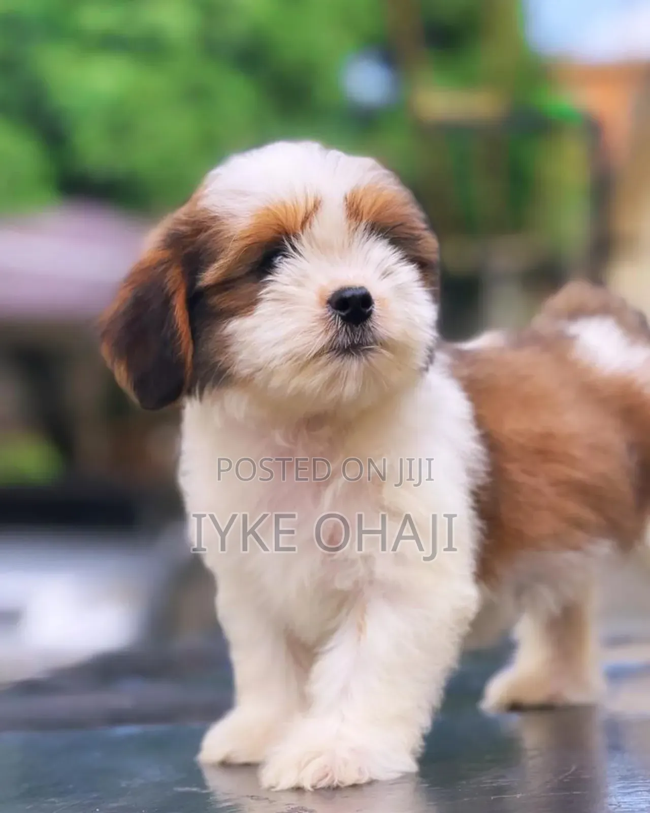 1-3 months Male Purebred Lhasa Apso
