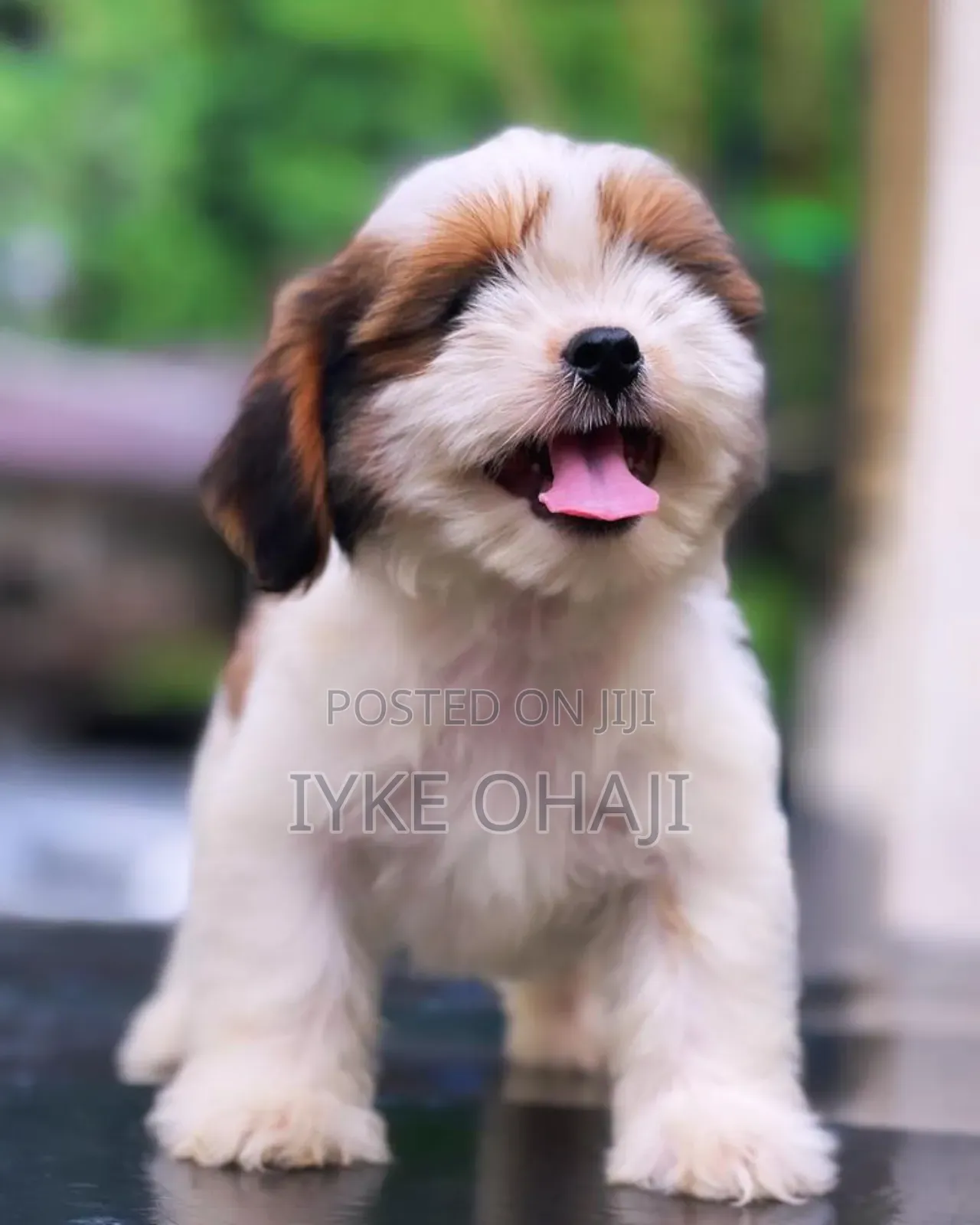 1-3 months Male Purebred Lhasa Apso