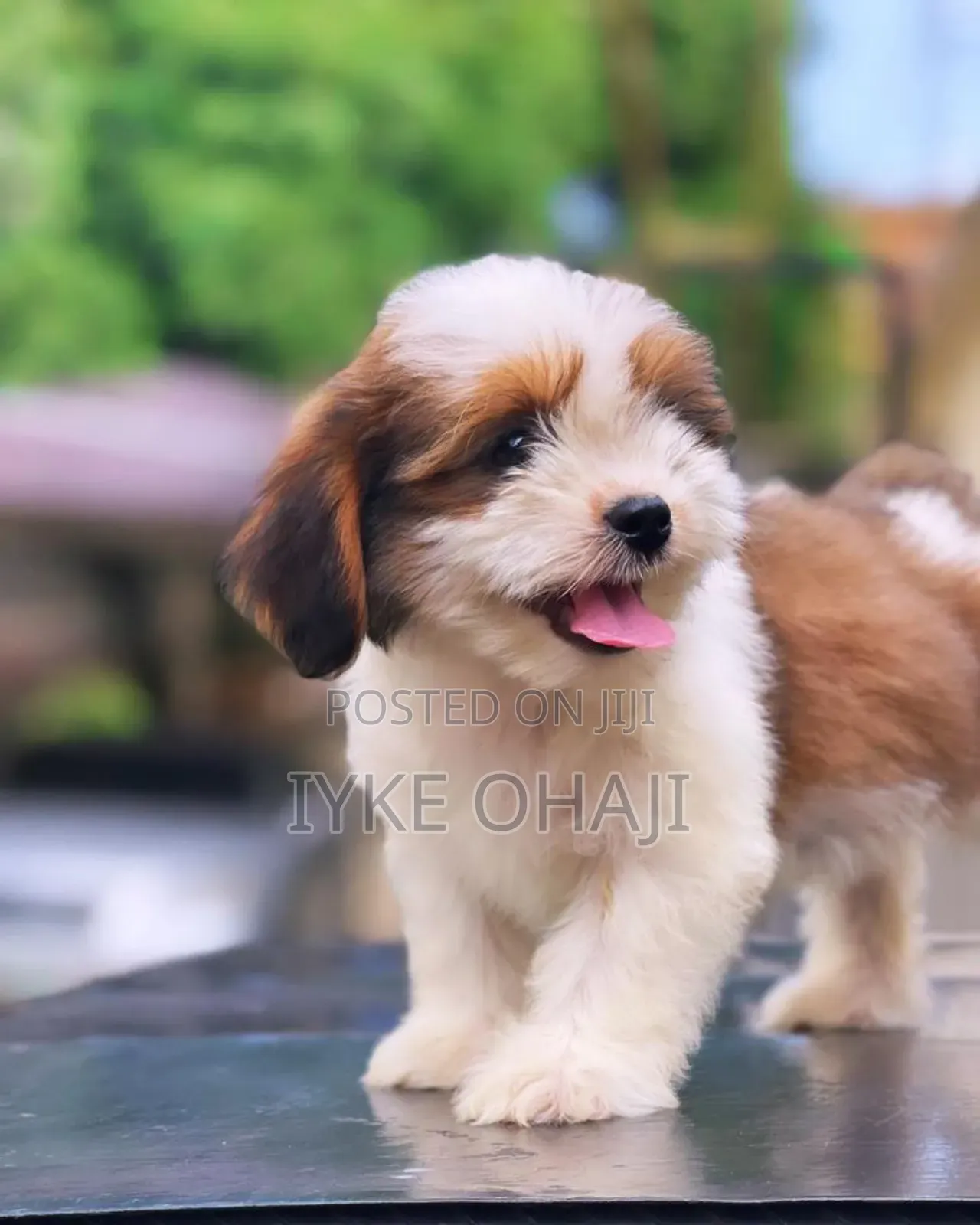 1-3 months Male Purebred Lhasa Apso