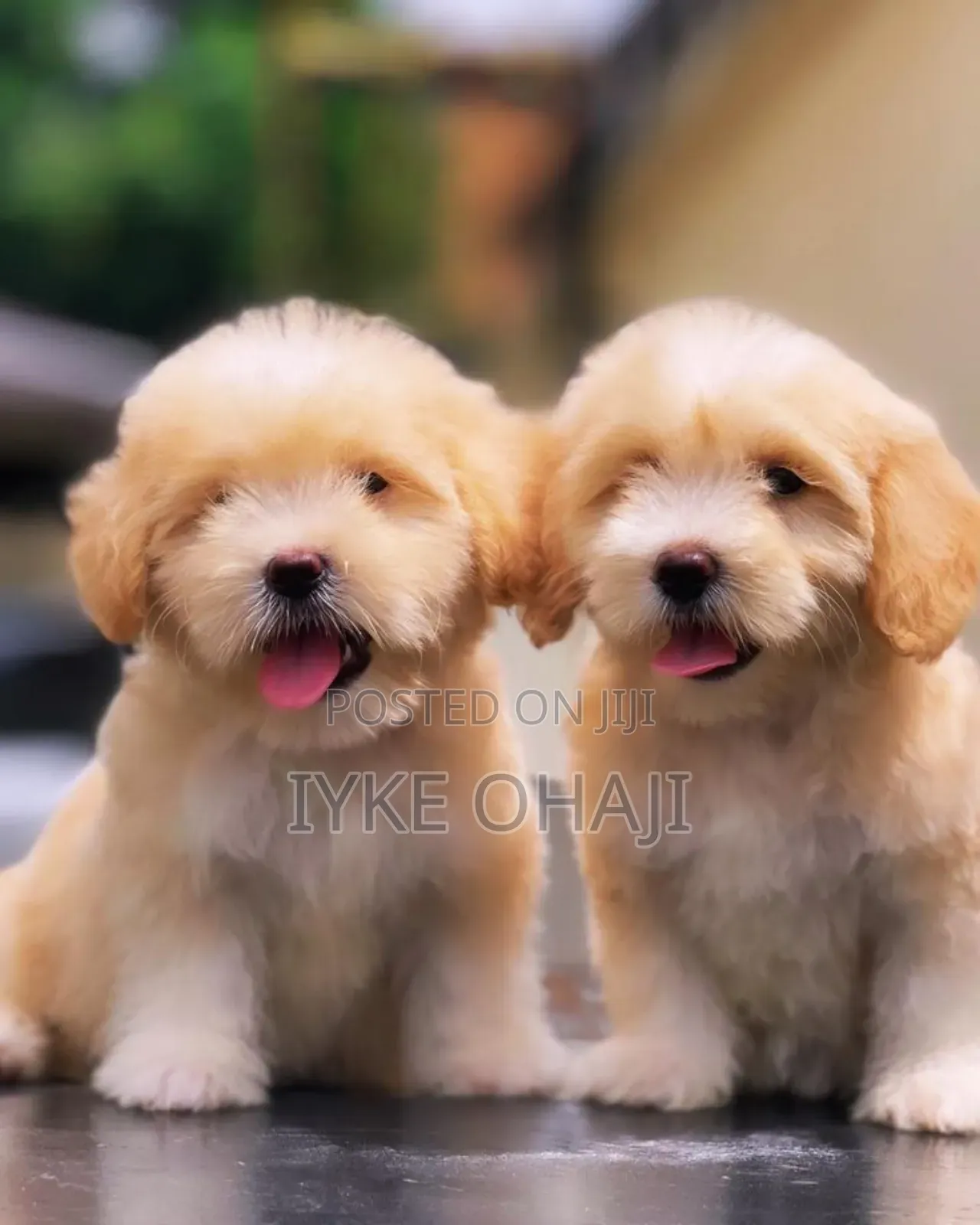 1-3 months Female Purebred Lhasa Apso