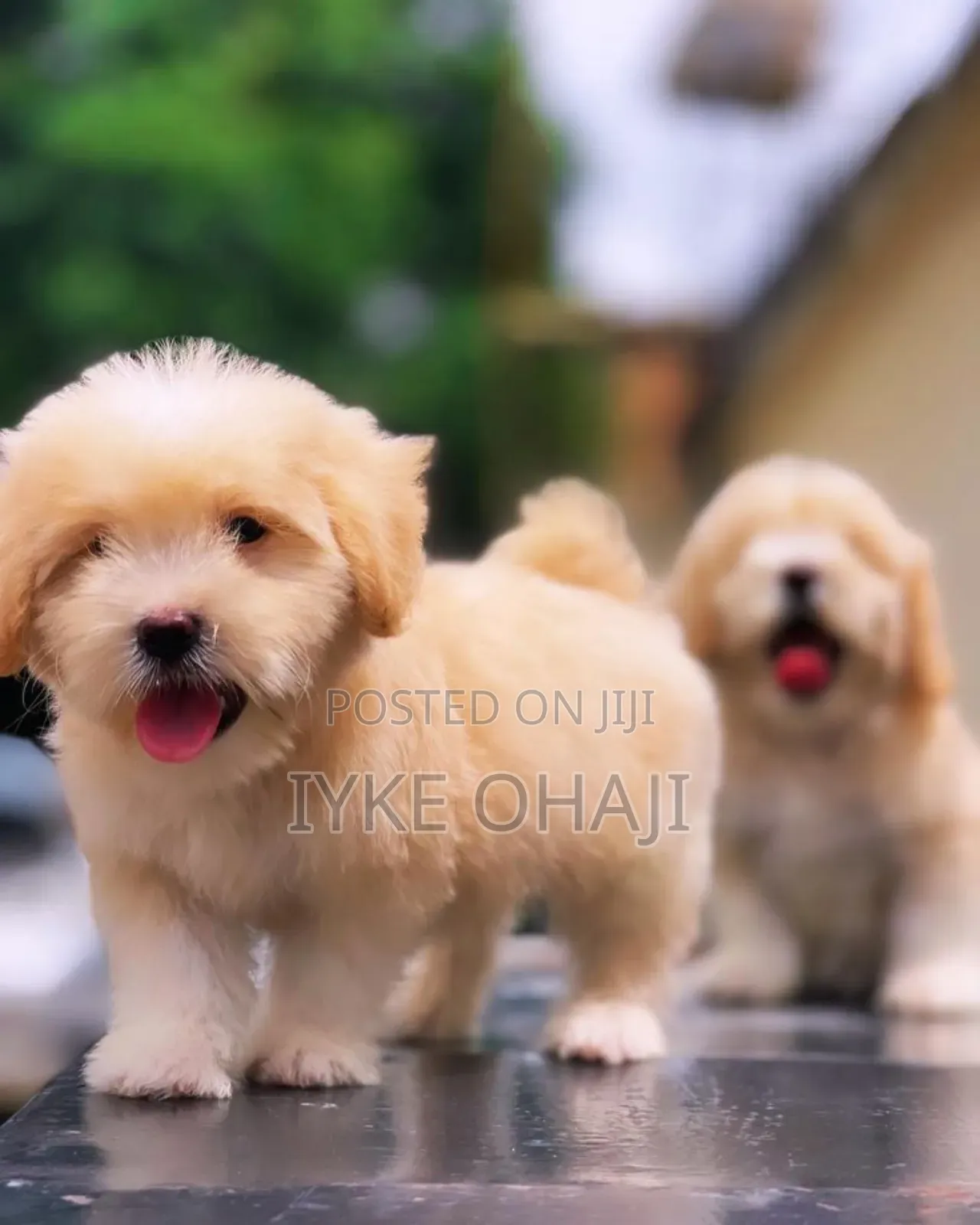 1-3 months Female Purebred Lhasa Apso