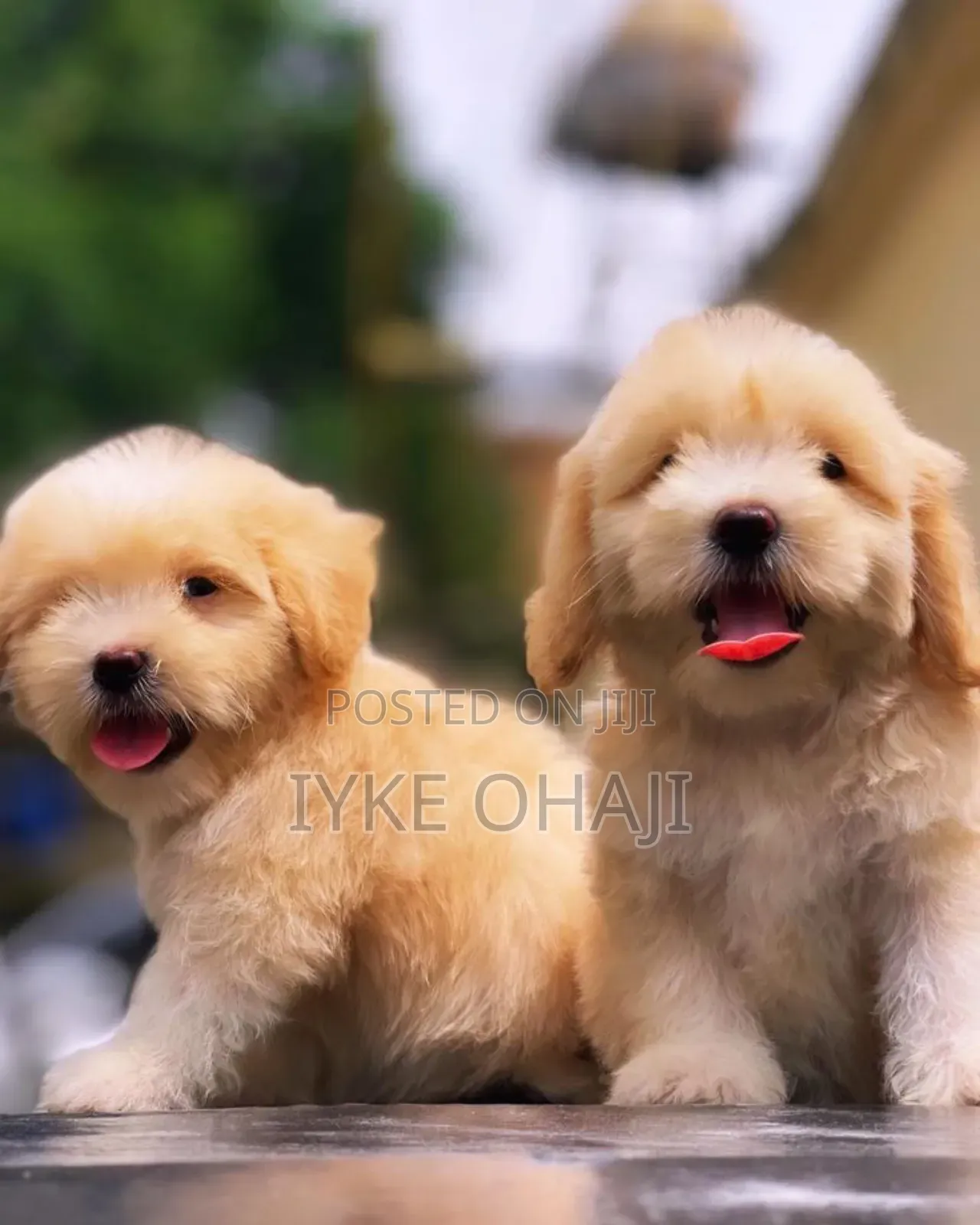 1-3 months Female Purebred Lhasa Apso