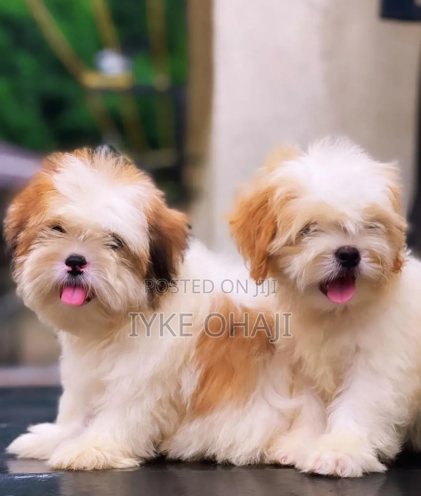 1-3 months Male Purebred Lhasa Apso
