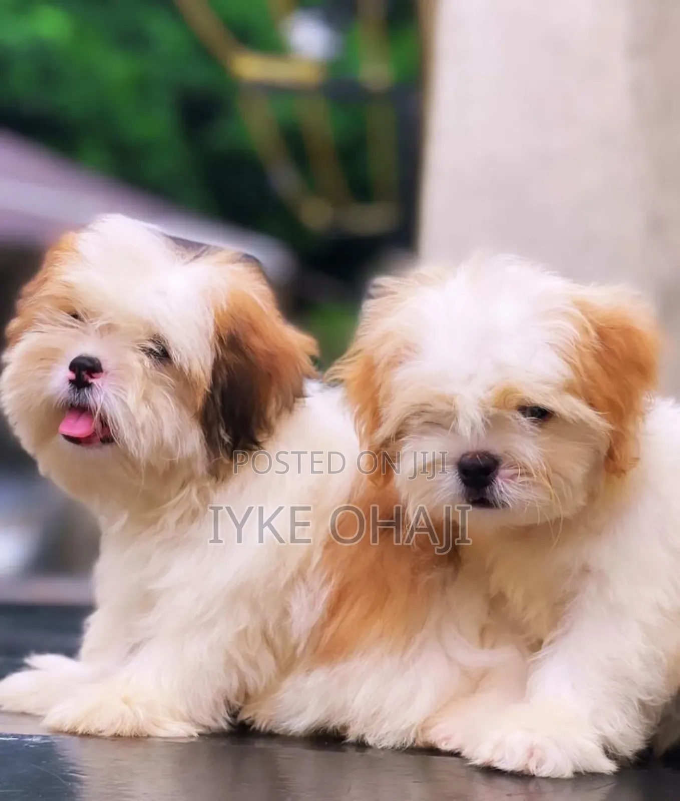 1-3 months Male Purebred Lhasa Apso