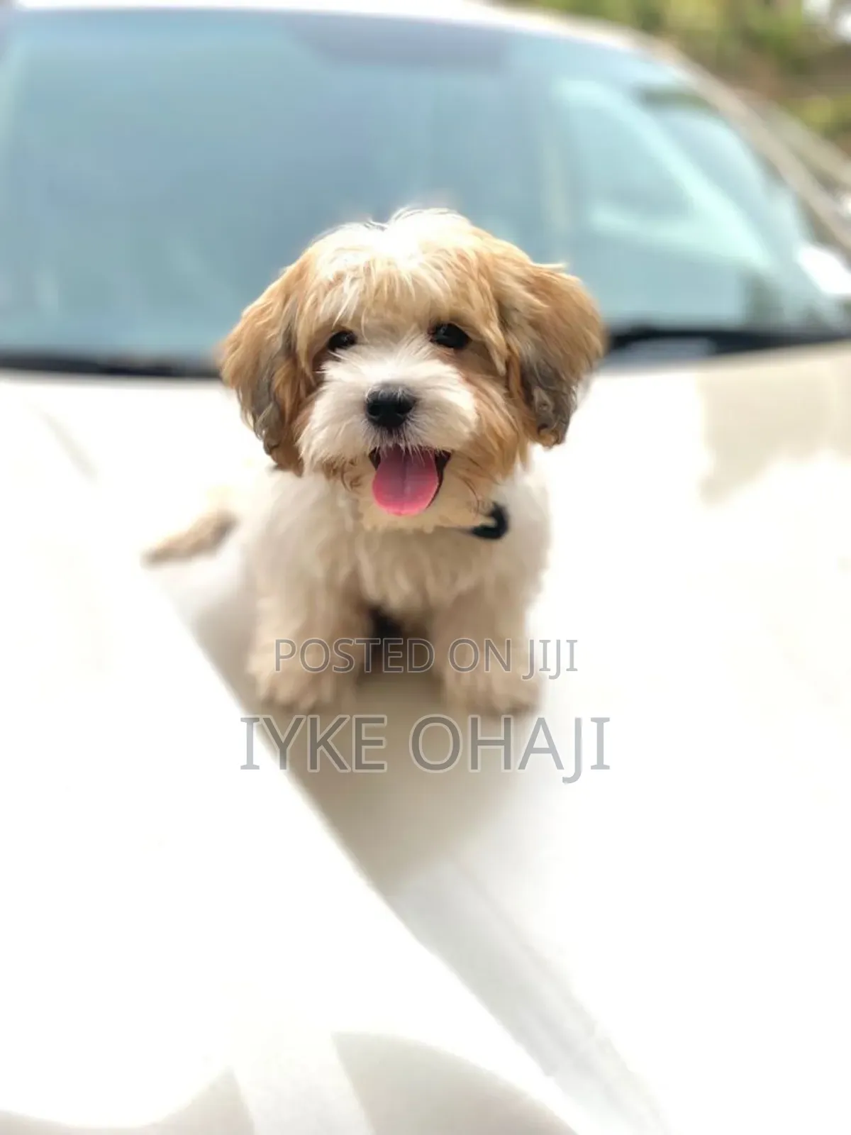 1-3 months Male Purebred Lhasa Apso