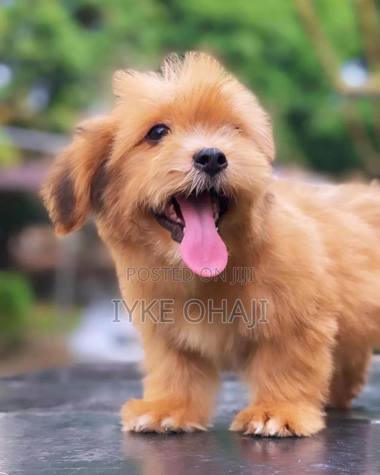 1-3 months Female Purebred Lhasa Apso