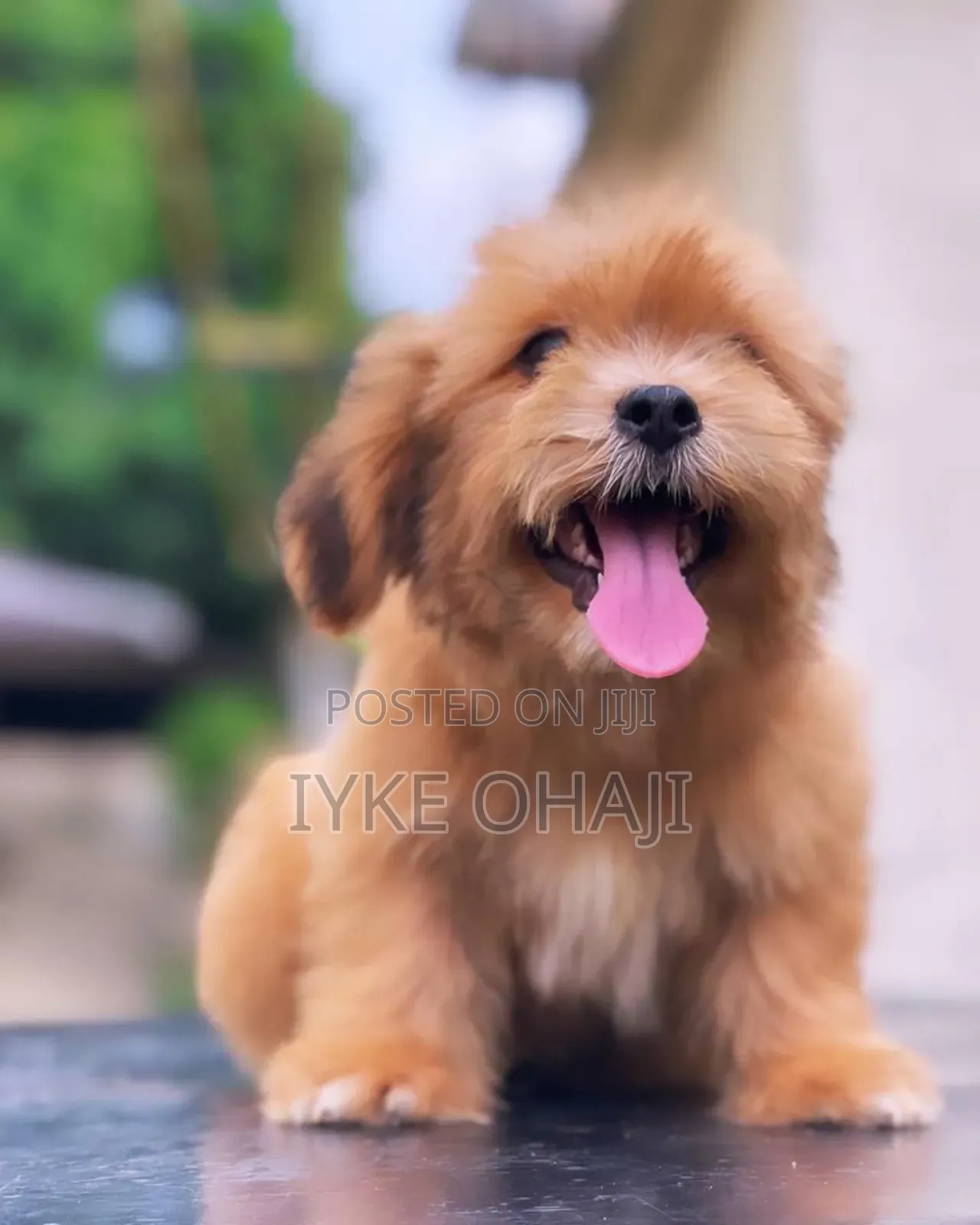 1-3 months Female Purebred Lhasa Apso