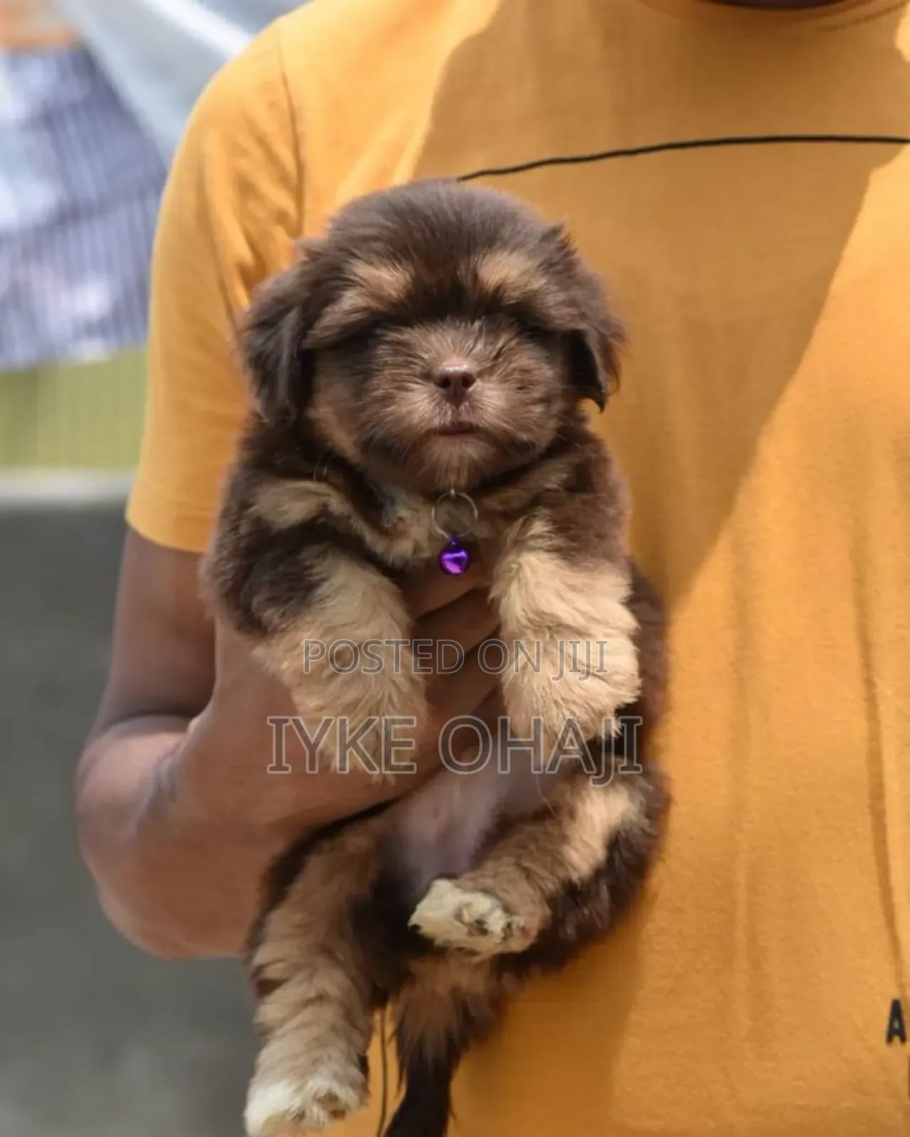 1-3 months Female Purebred Lhasa Apso