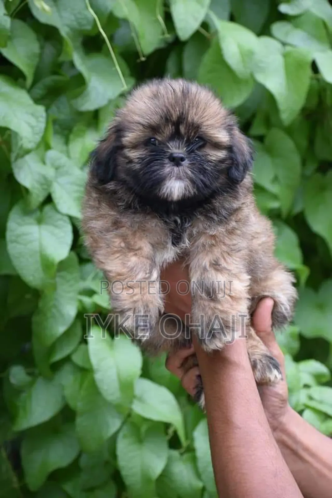 1-3 months Female Purebred Lhasa Apso