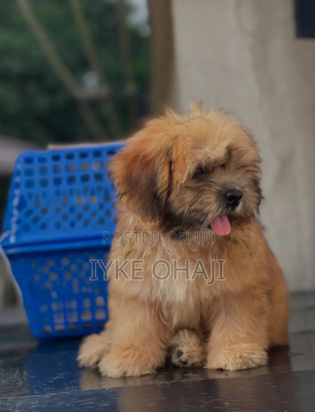 1-3 months Male Purebred Lhasa Apso