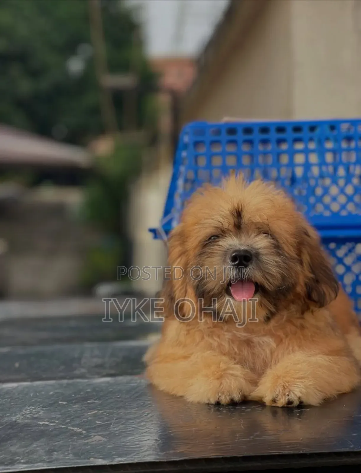 1-3 months Male Purebred Lhasa Apso