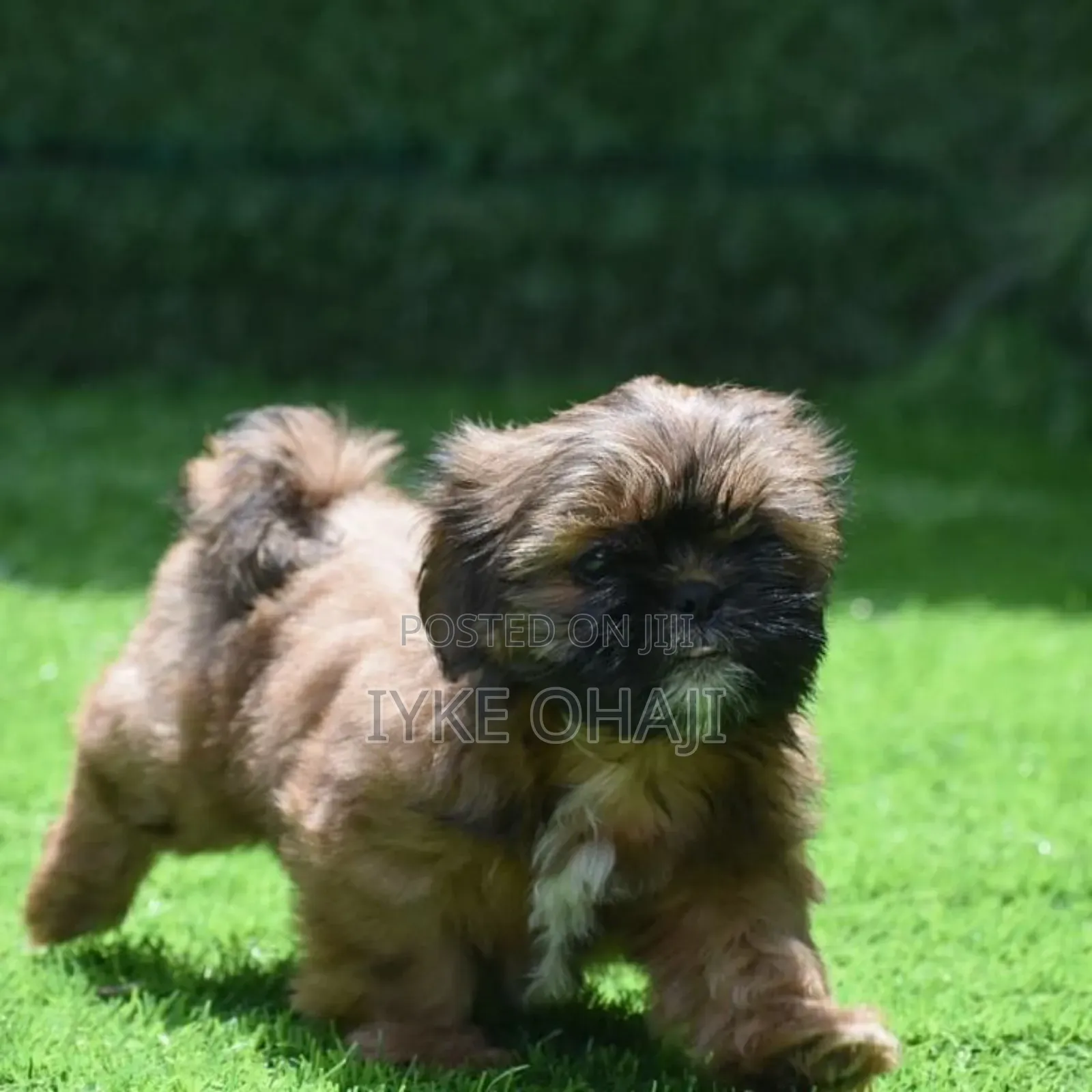 1-3 months Male Purebred Lhasa Apso