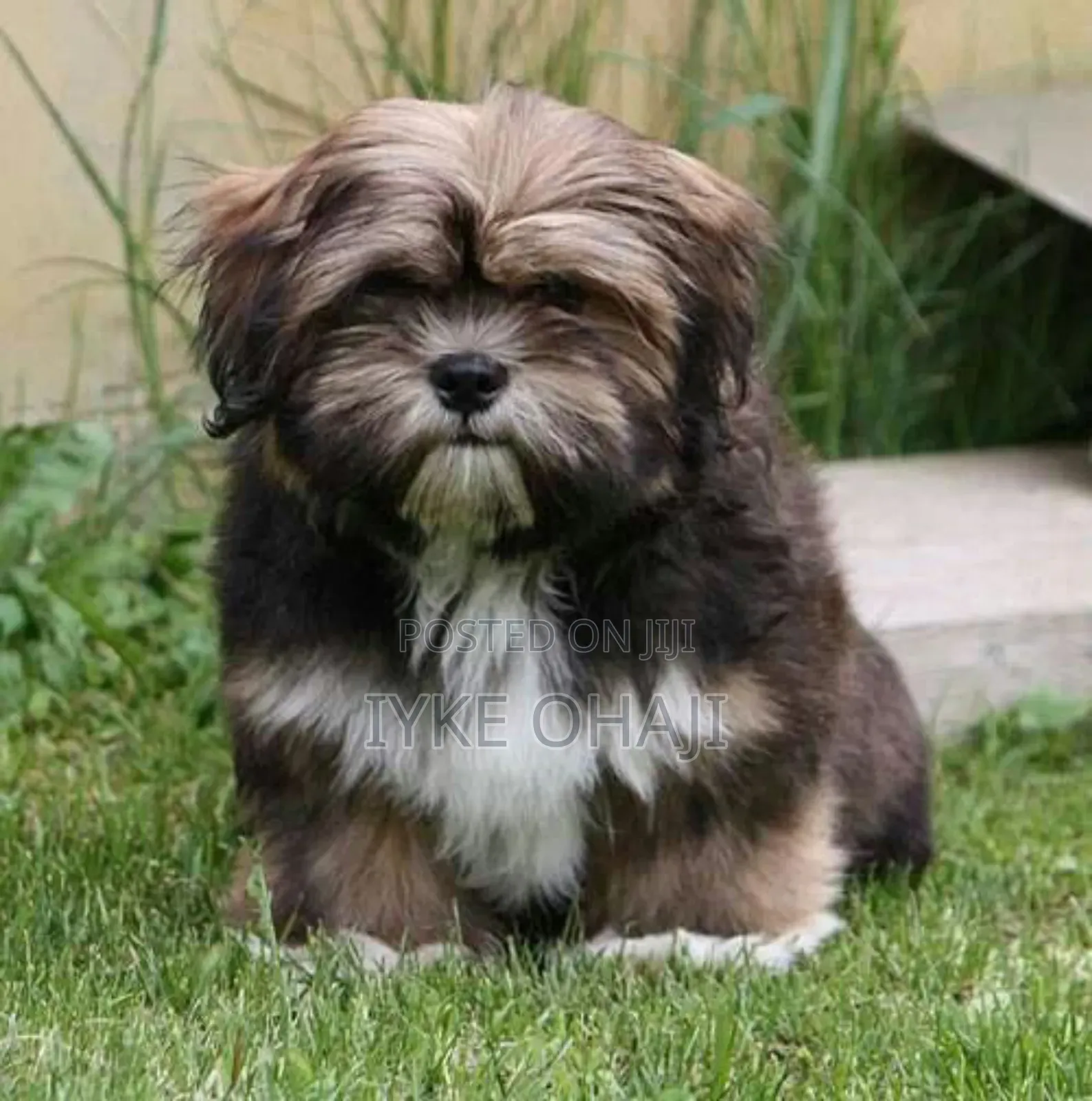 1-3 months Male Purebred Lhasa Apso