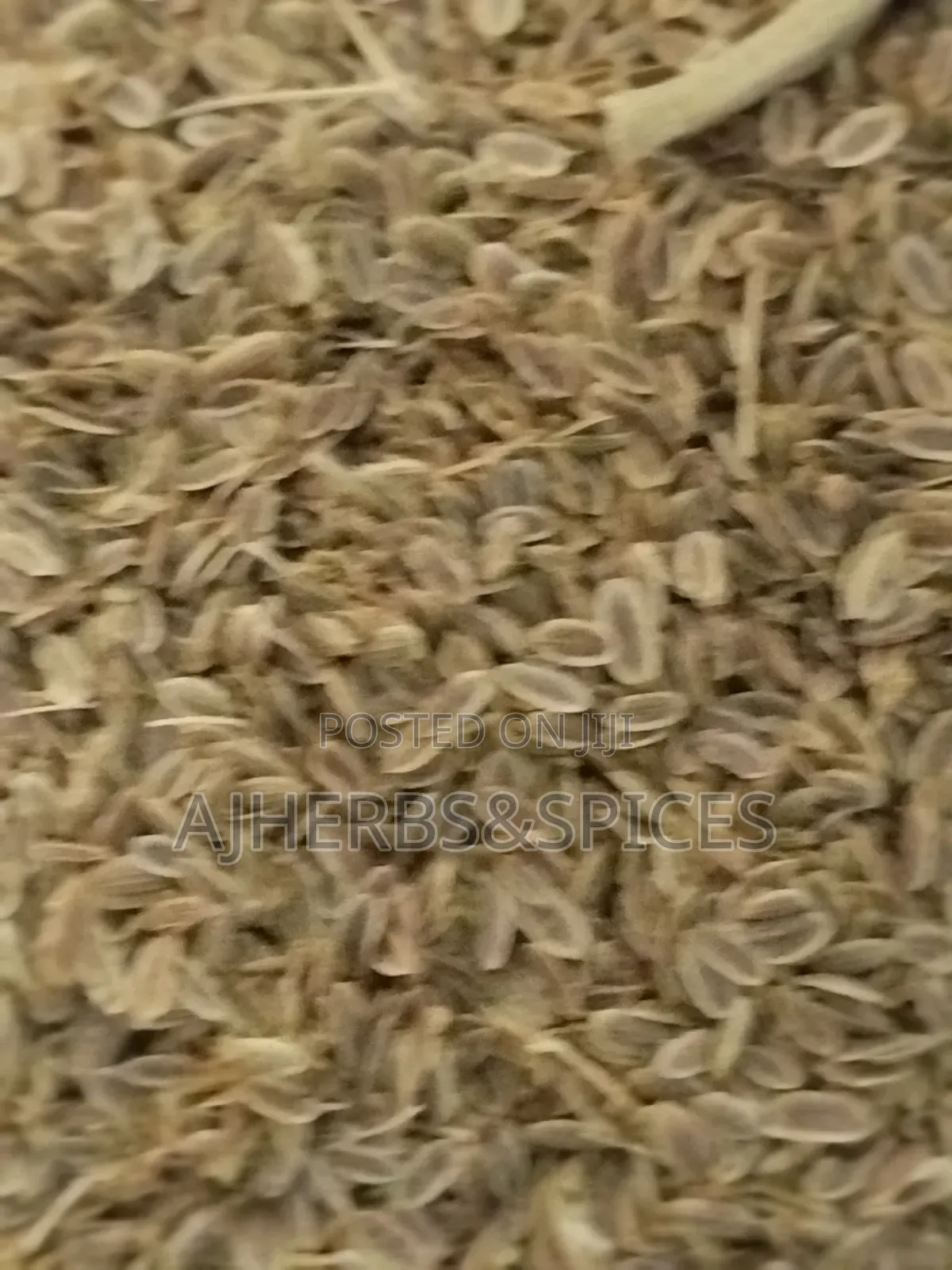 Dill Seeds