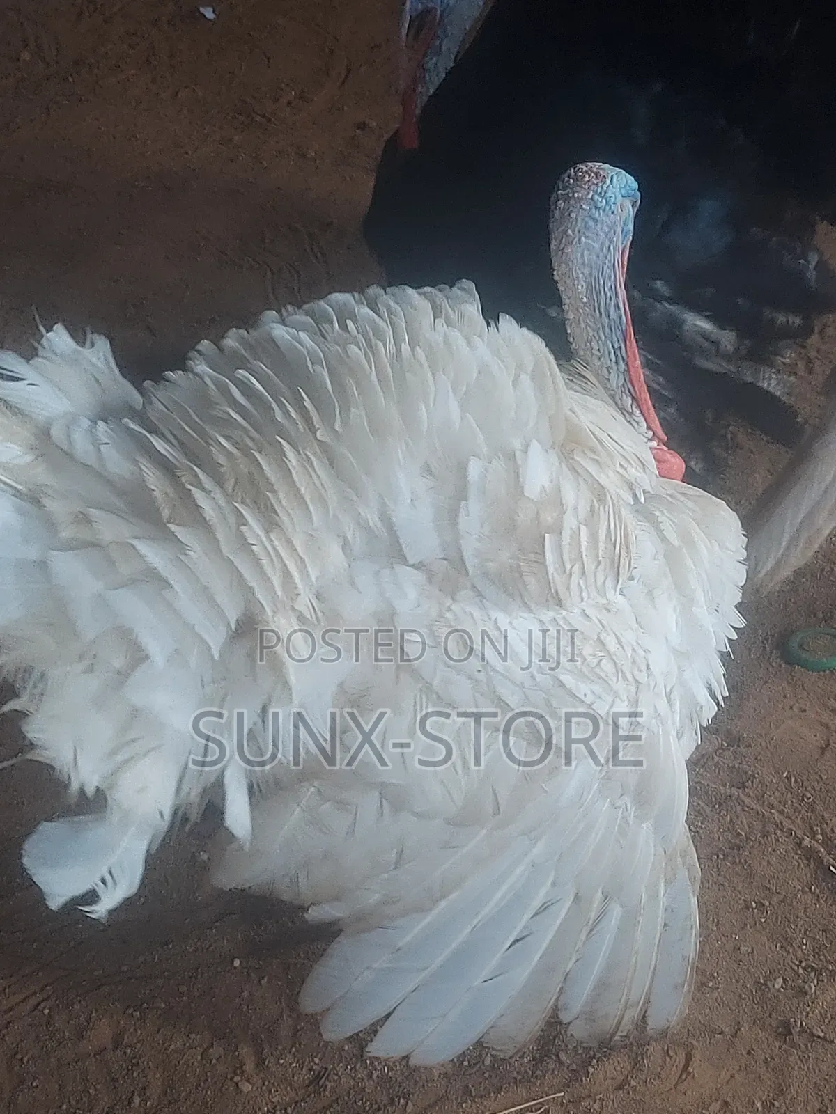 Matured Life Turkey Bird