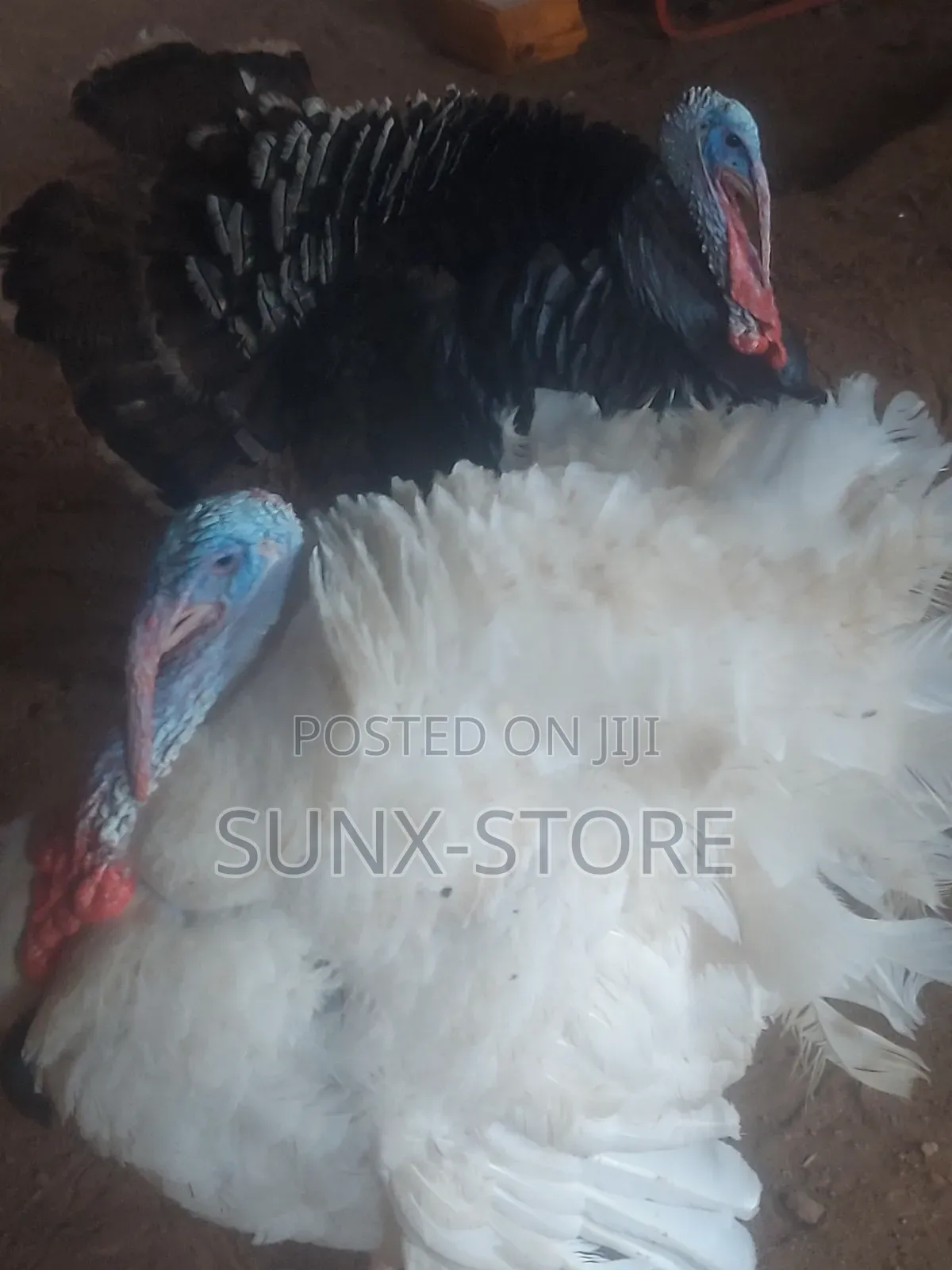 Matured Life Turkey Bird
