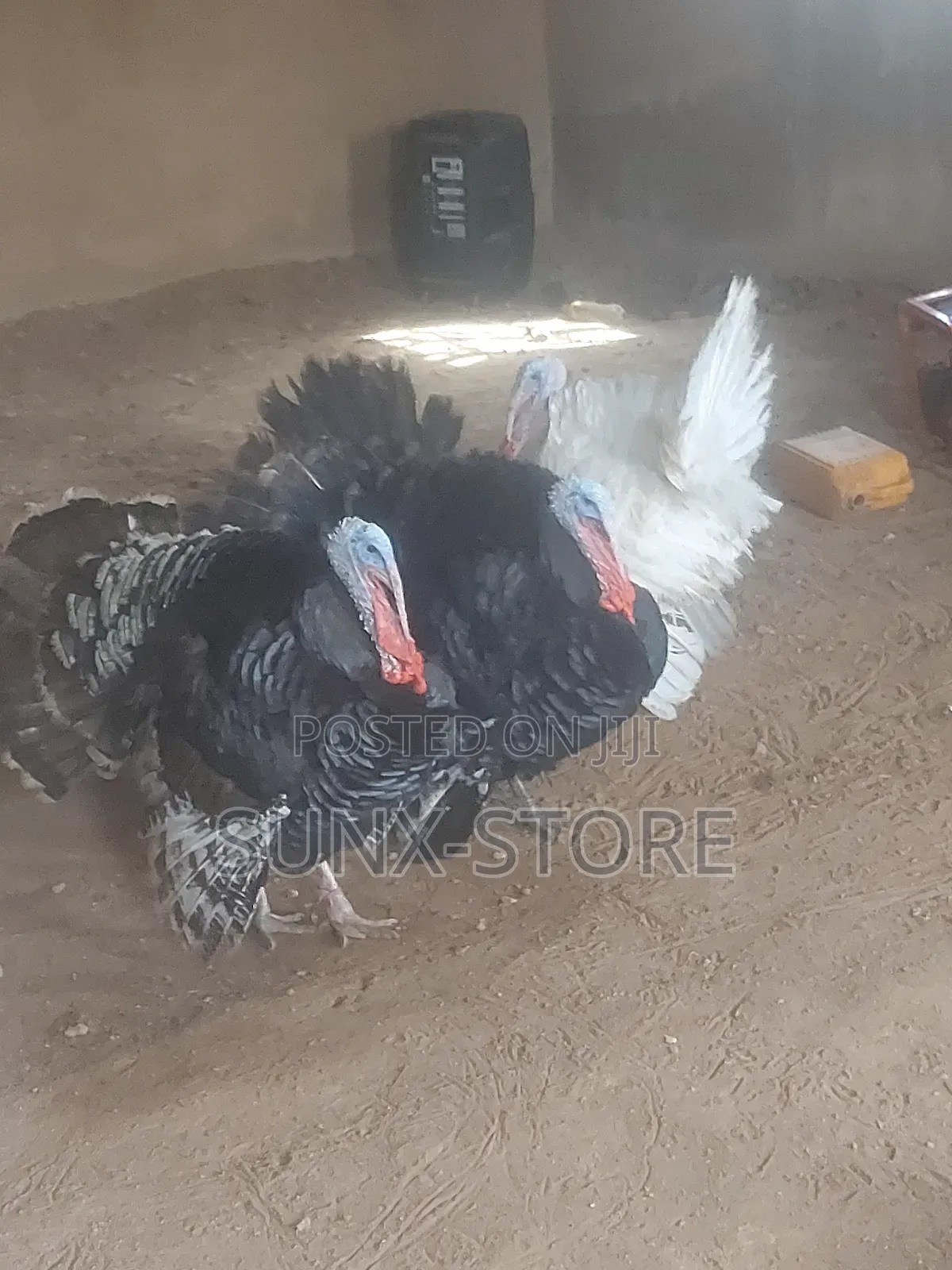 Matured Life Turkey Bird