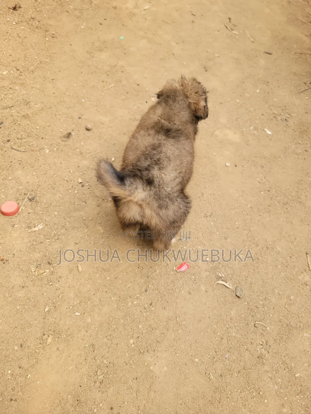 1-3 months Female Purebred Caucasian Shepherd